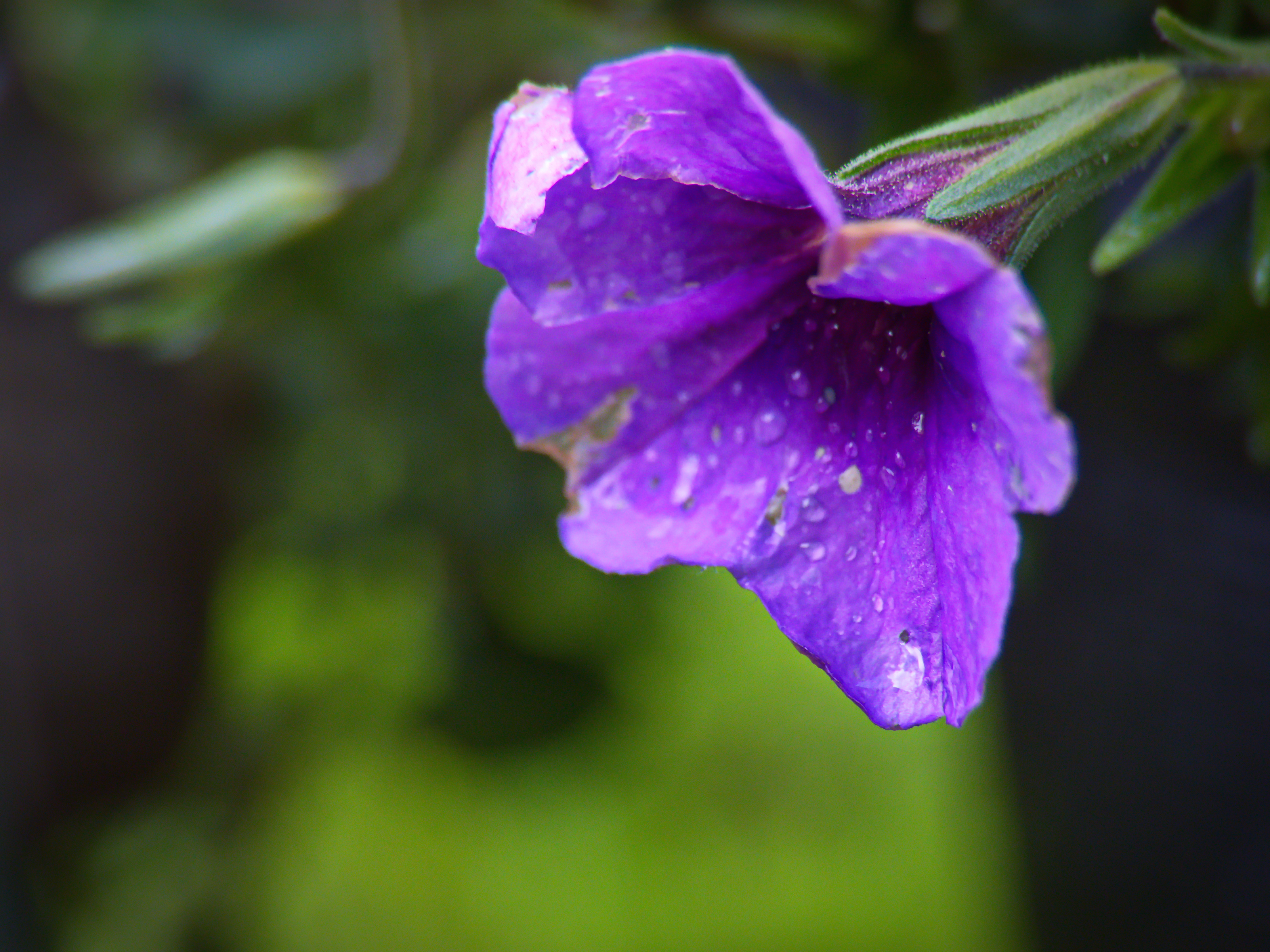 Purple flower with dewdrops on petals