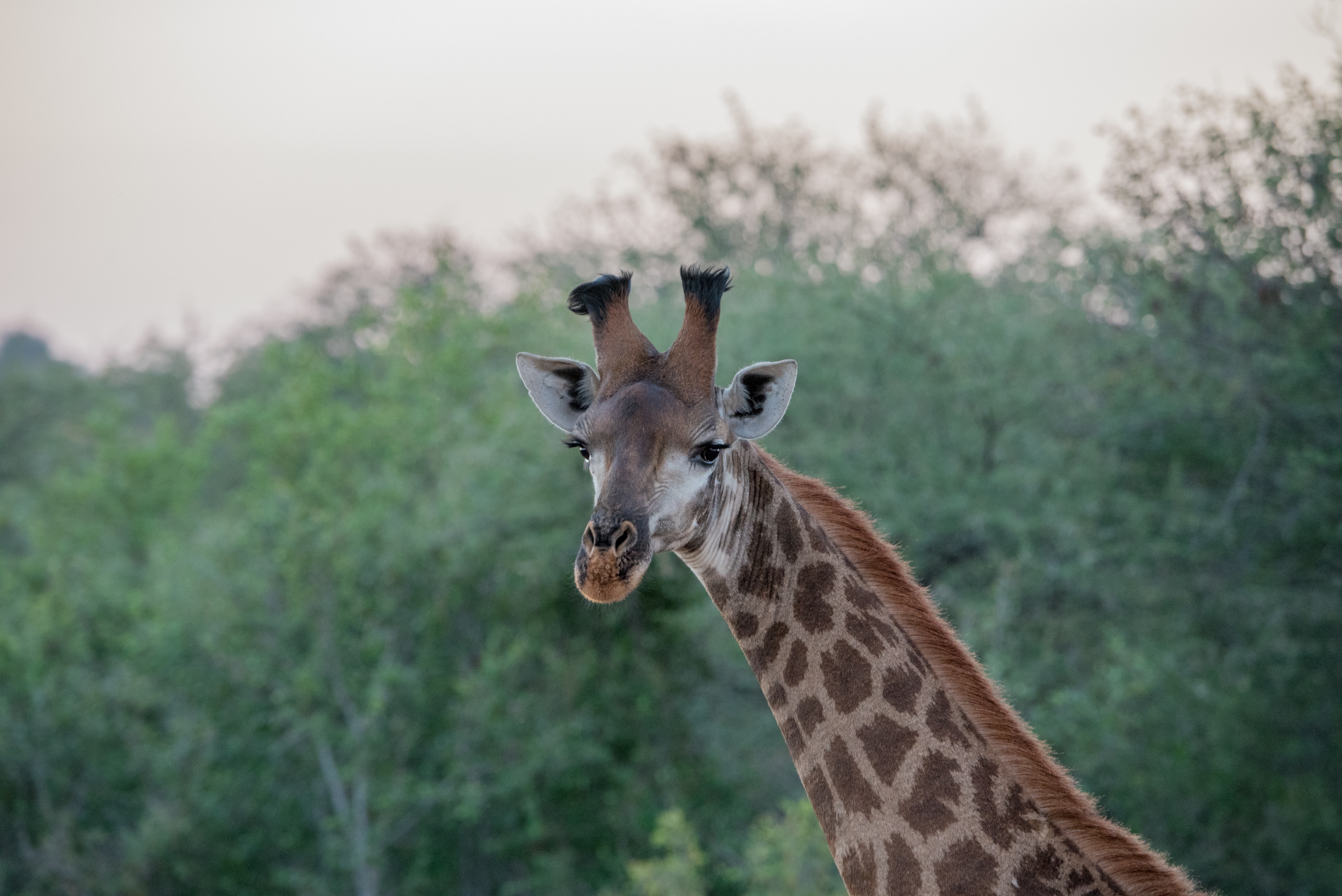一只美丽的长颈鹿走过广袤的非洲。