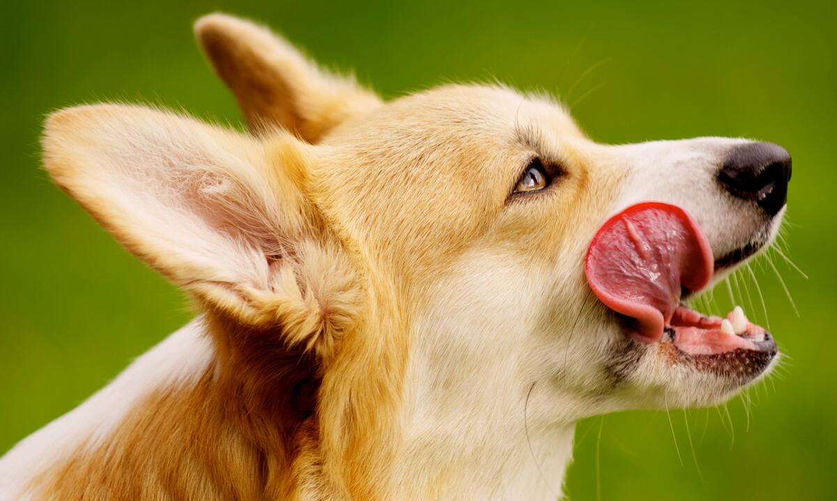 The corgi dog is licking