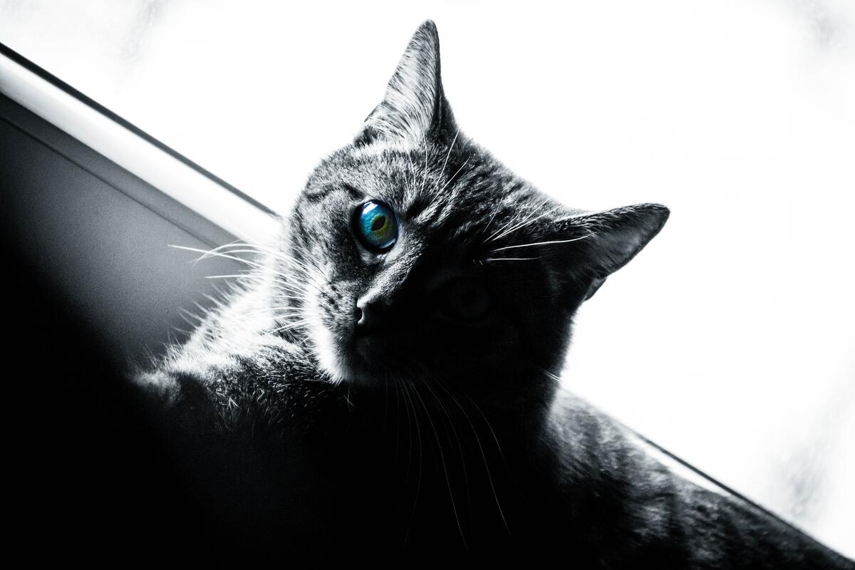 蓝眼睛的猫的单色照片