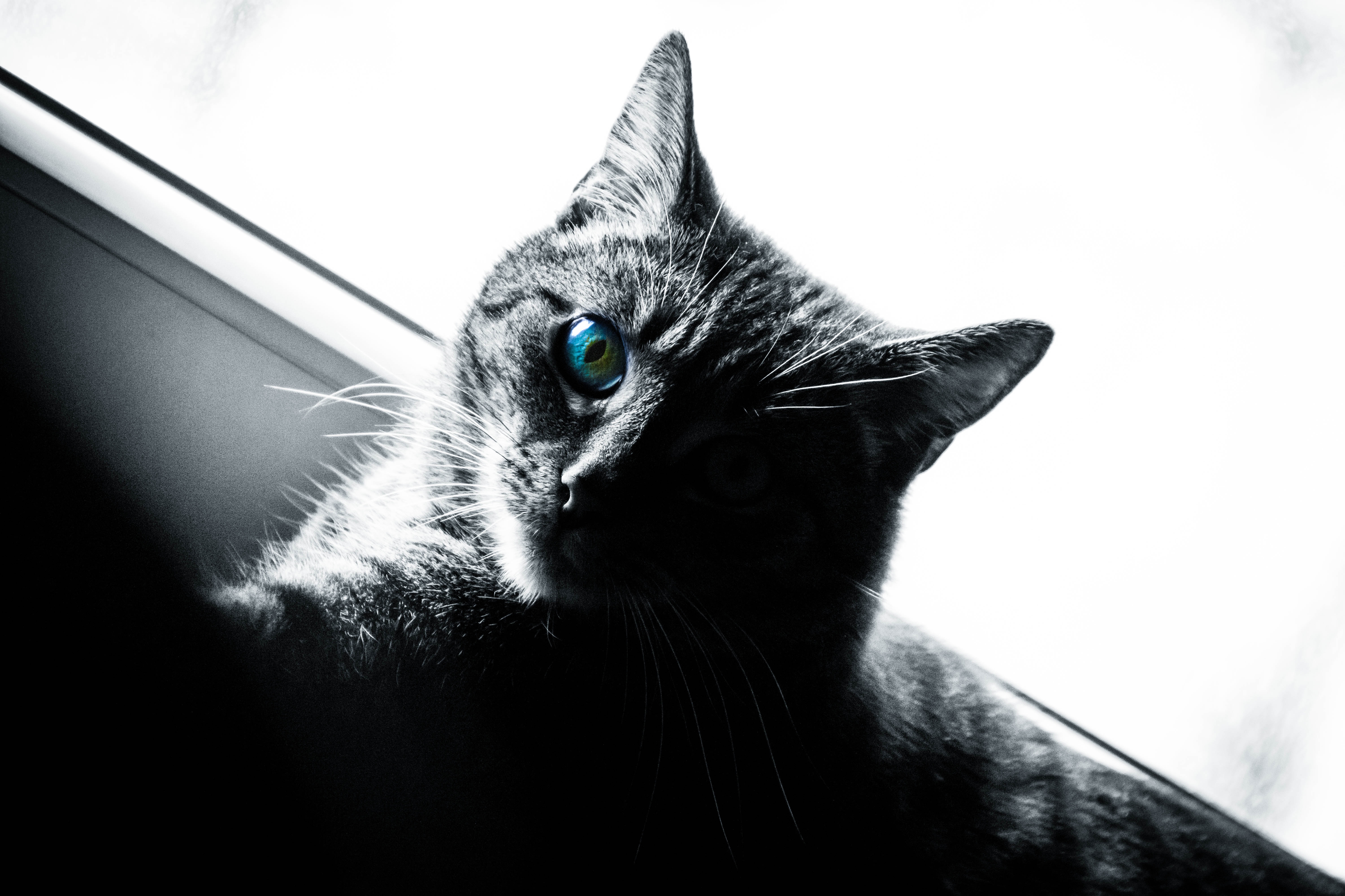 Монохромная фотография кошки с голубыми глазами