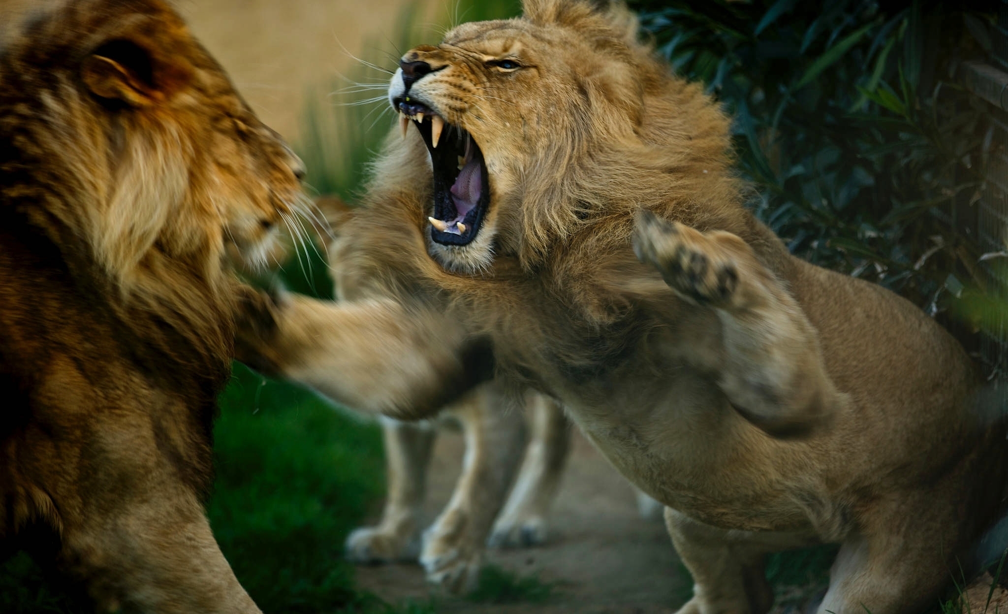 Фото обои львы, рык, хищник, большие кошки, дикие, кошки - бесплатные картинки на Fonwall