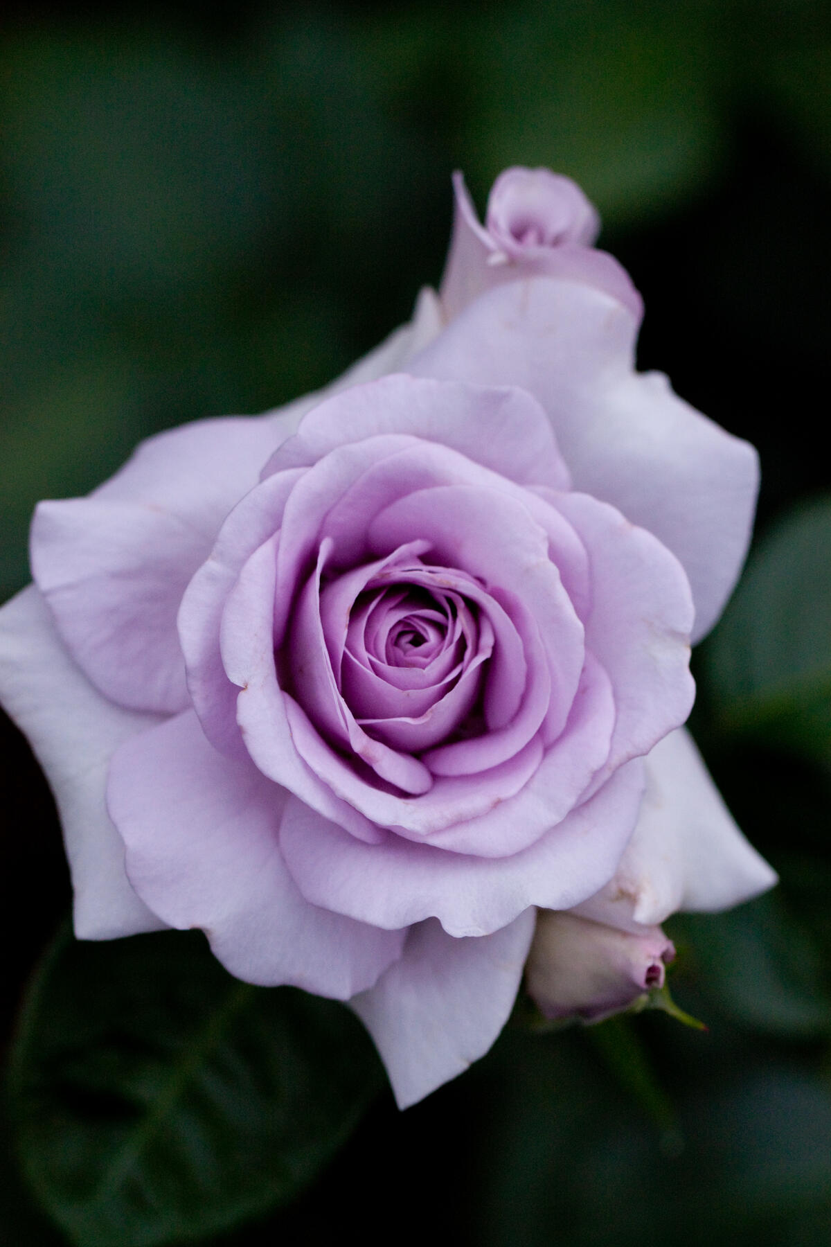 Purple rosebud