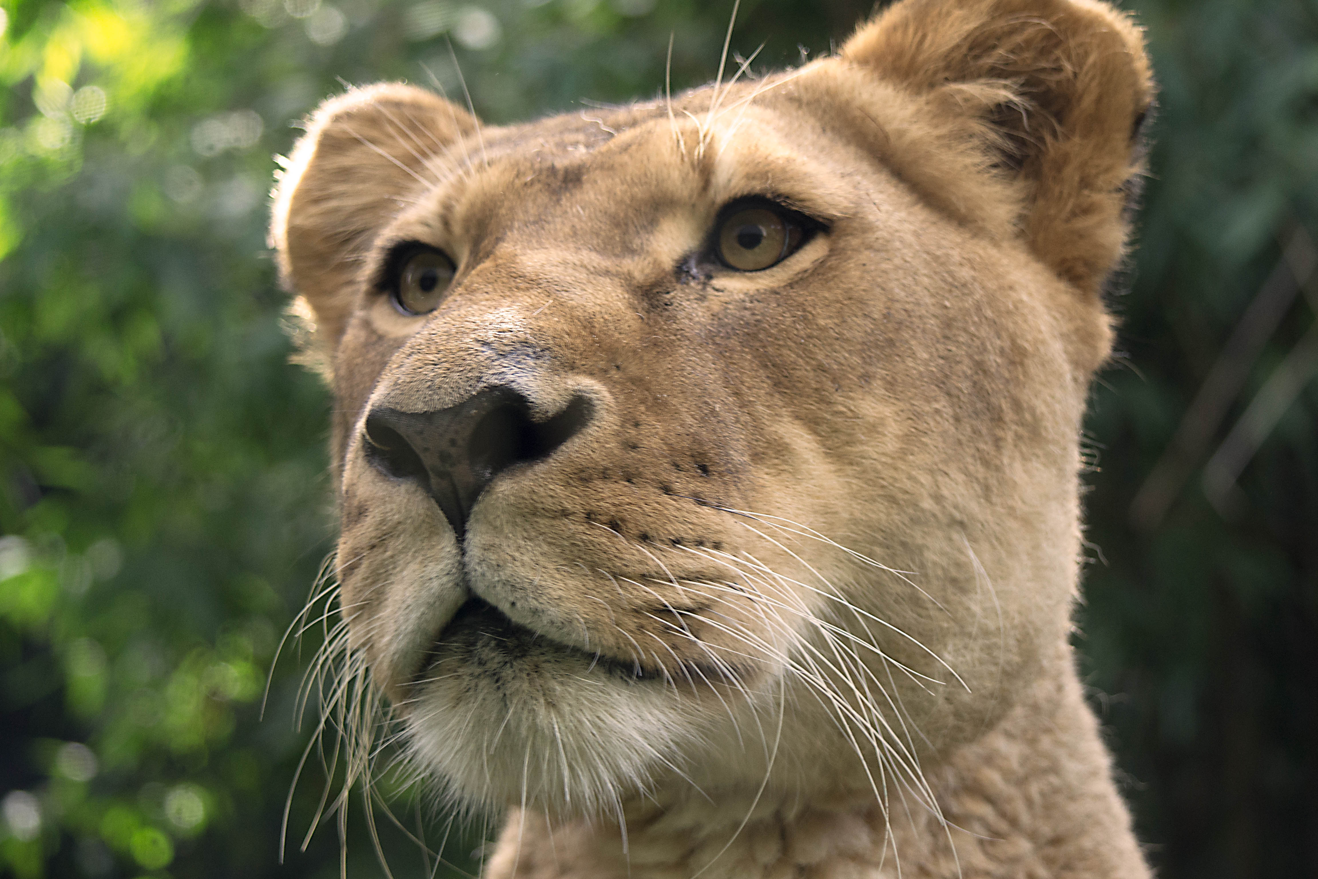 Free photo A close-up of a lioness`s face
