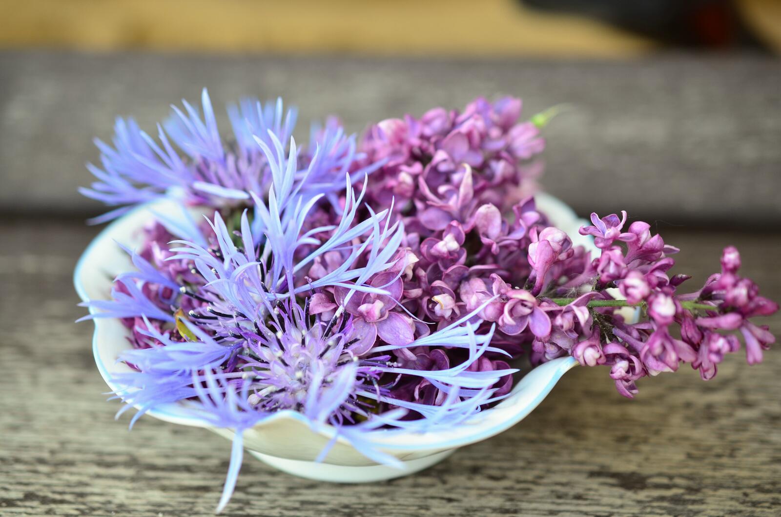 Обои цветок растение фиолетовый на рабочий стол