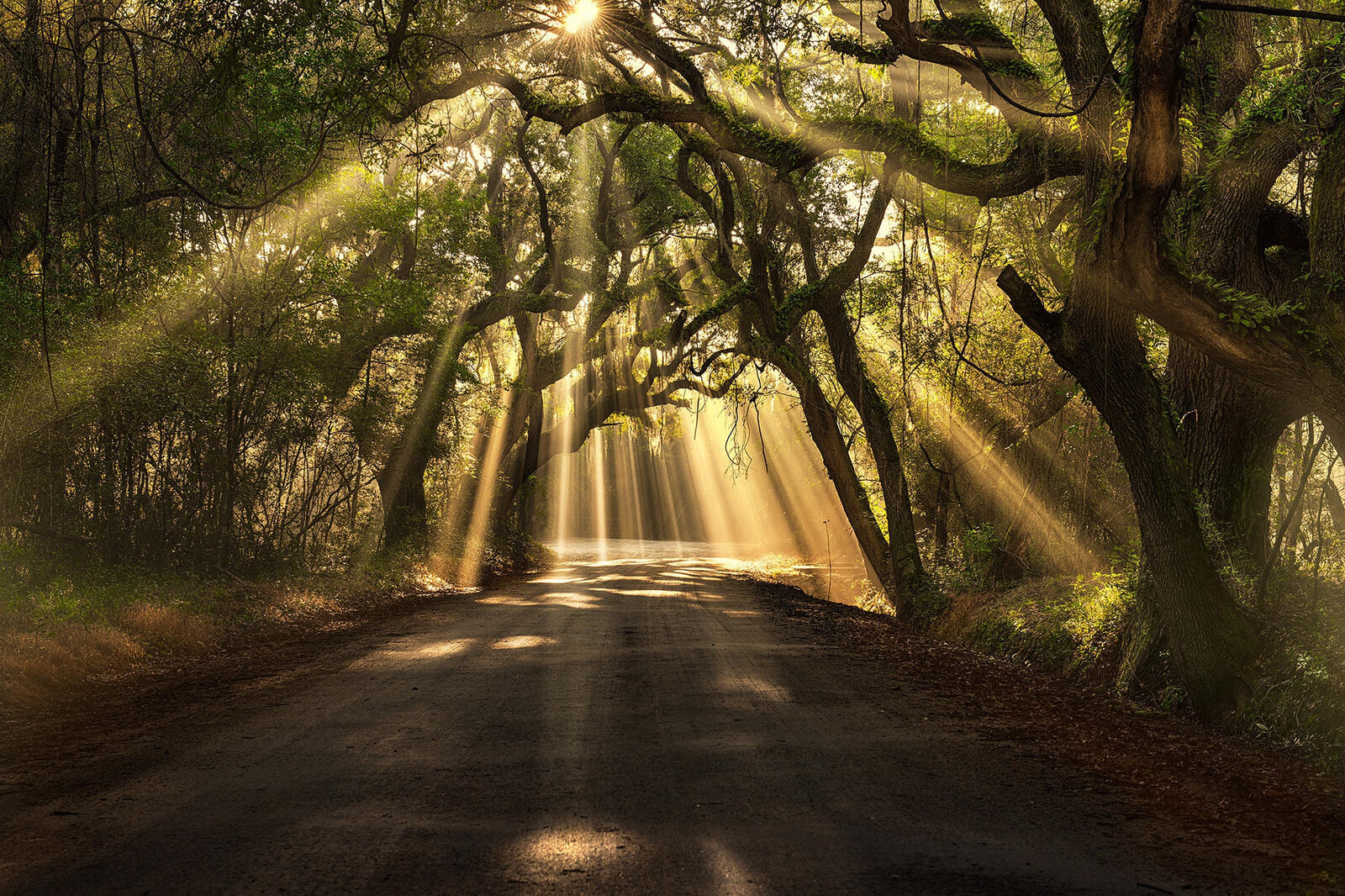 Бесплатное фото Солнечные лучи пробиваются сквозь ветви деревьев