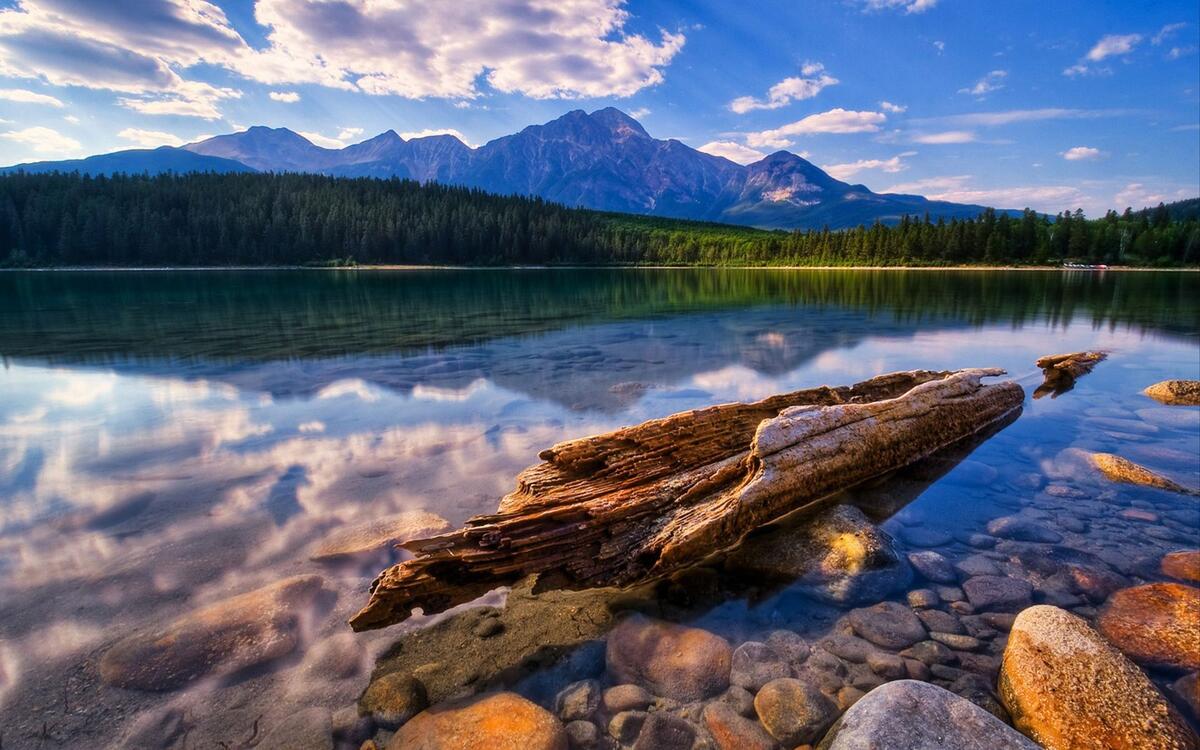 Деревянная коряга плавает на берегу озера