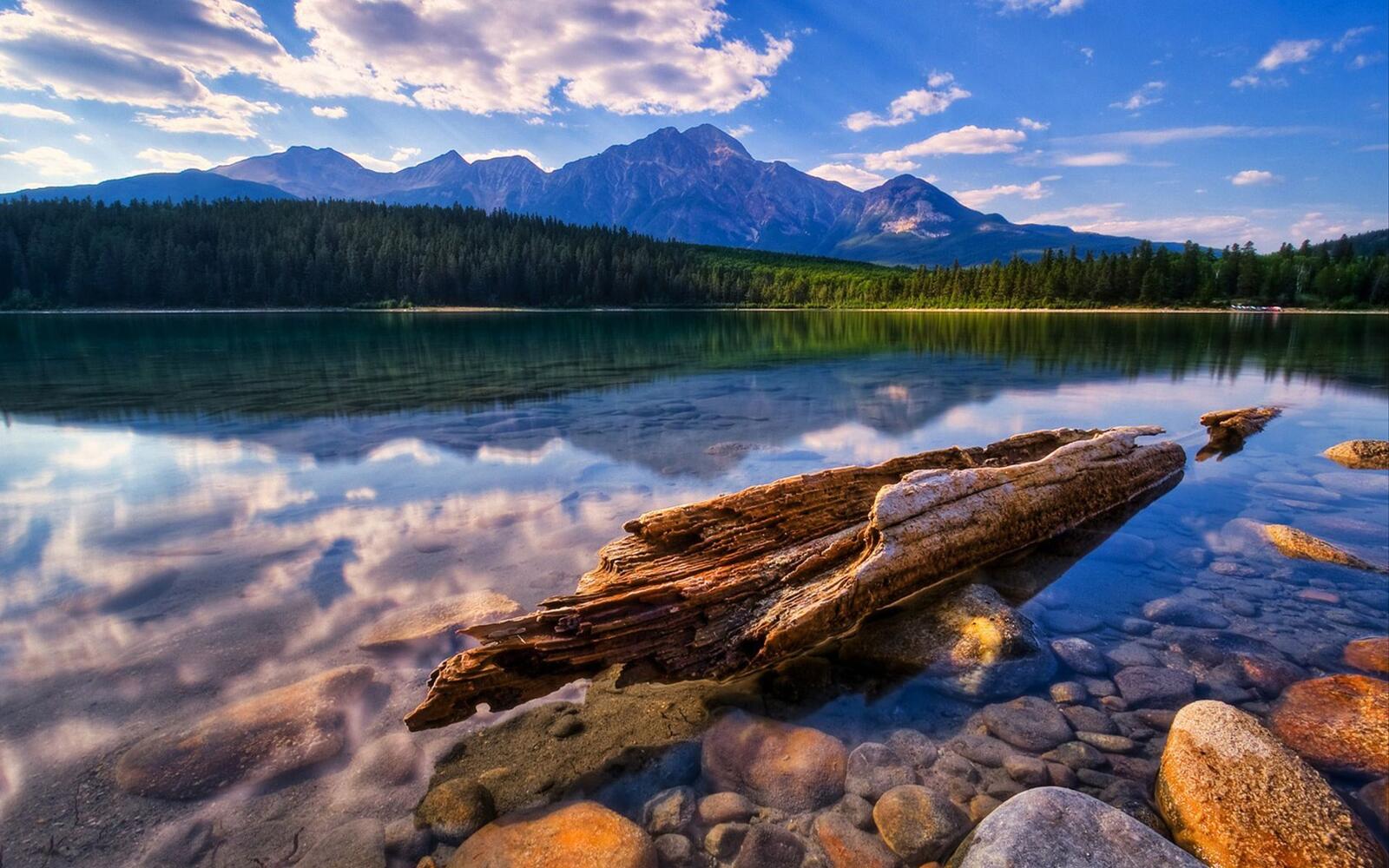 Бесплатное фото Деревянная коряга плавает на берегу озера