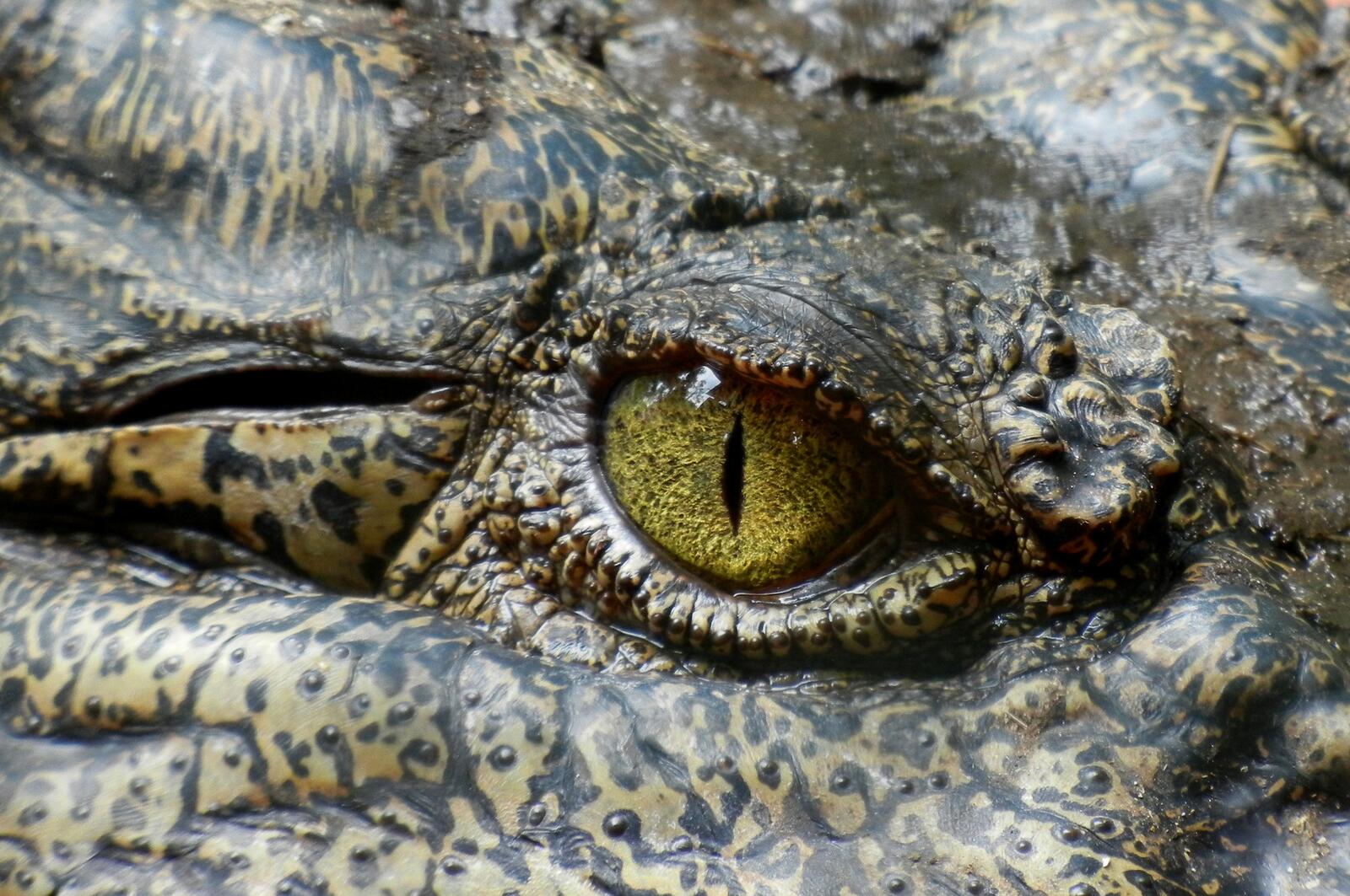 Free photo The menacing eye of the crocodile