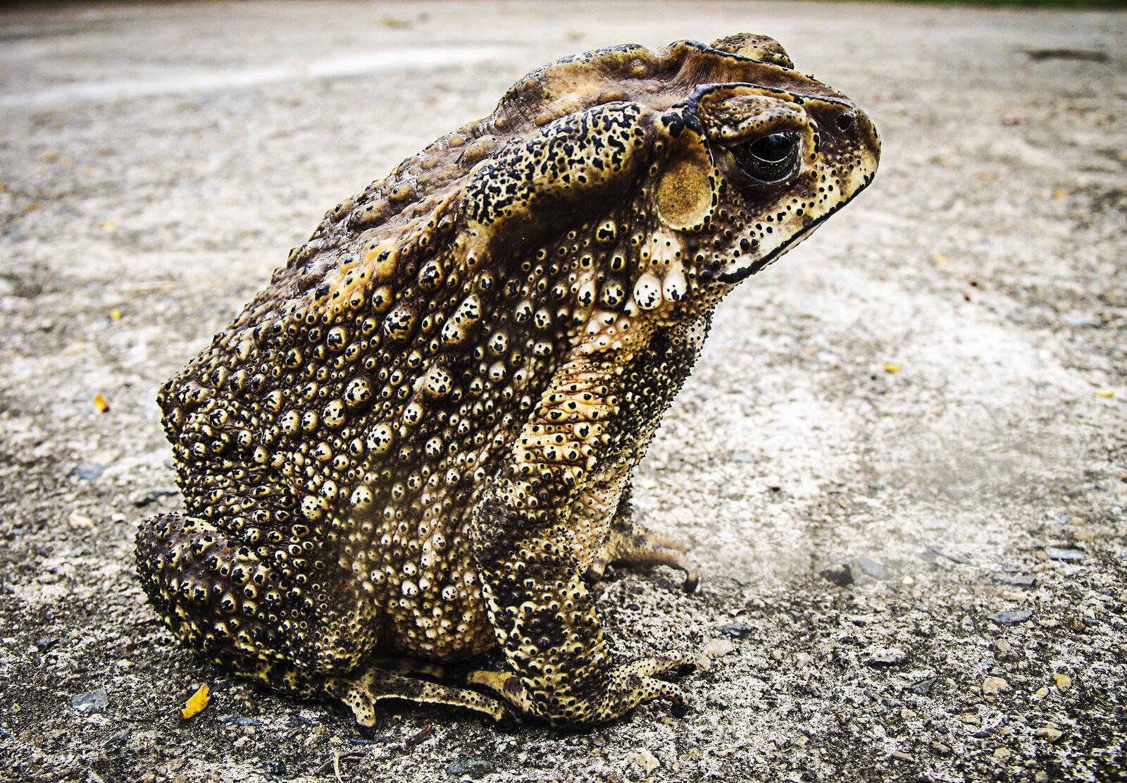 Free photo Old toad