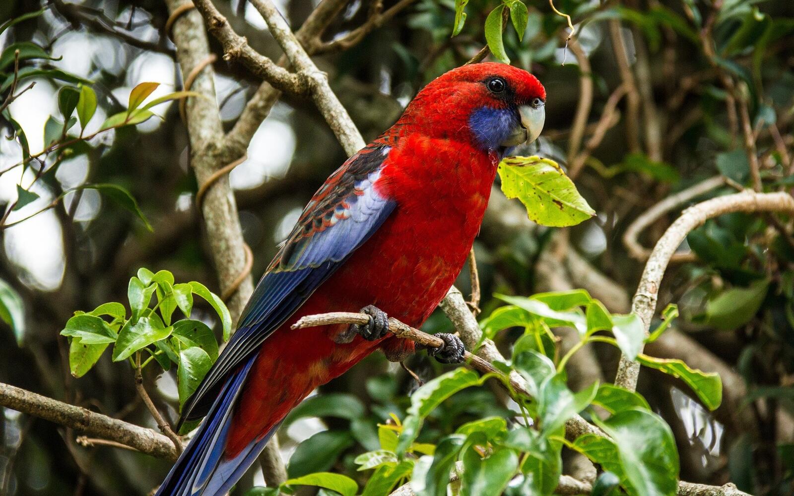 A red parrot sits on a tree branch
