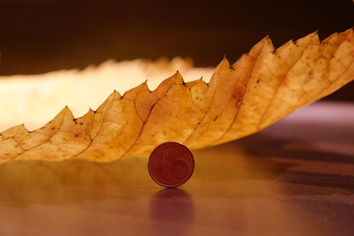 Euro cent coin under a yellow autumn leaf