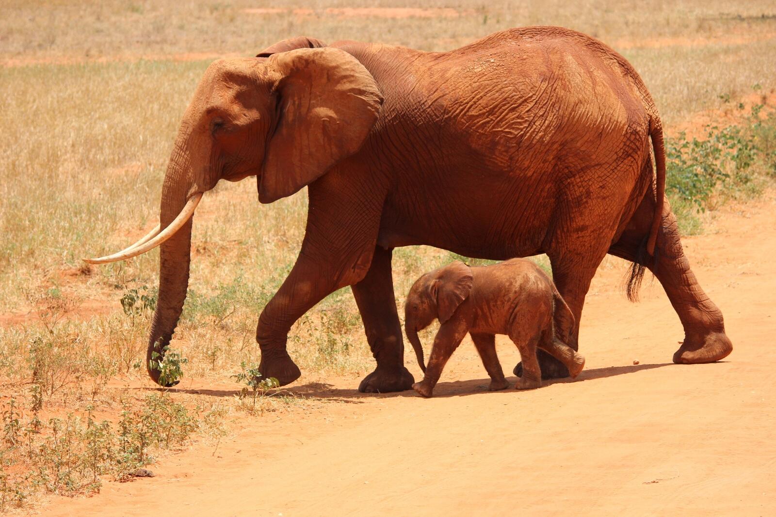 Бесплатное фото Африканский слон с детенышем