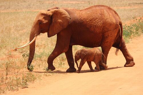 African elephant with a cub