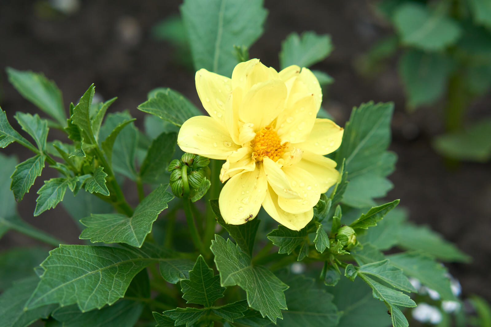 Бесплатное фото Желтый цветочек на зеленом кусте