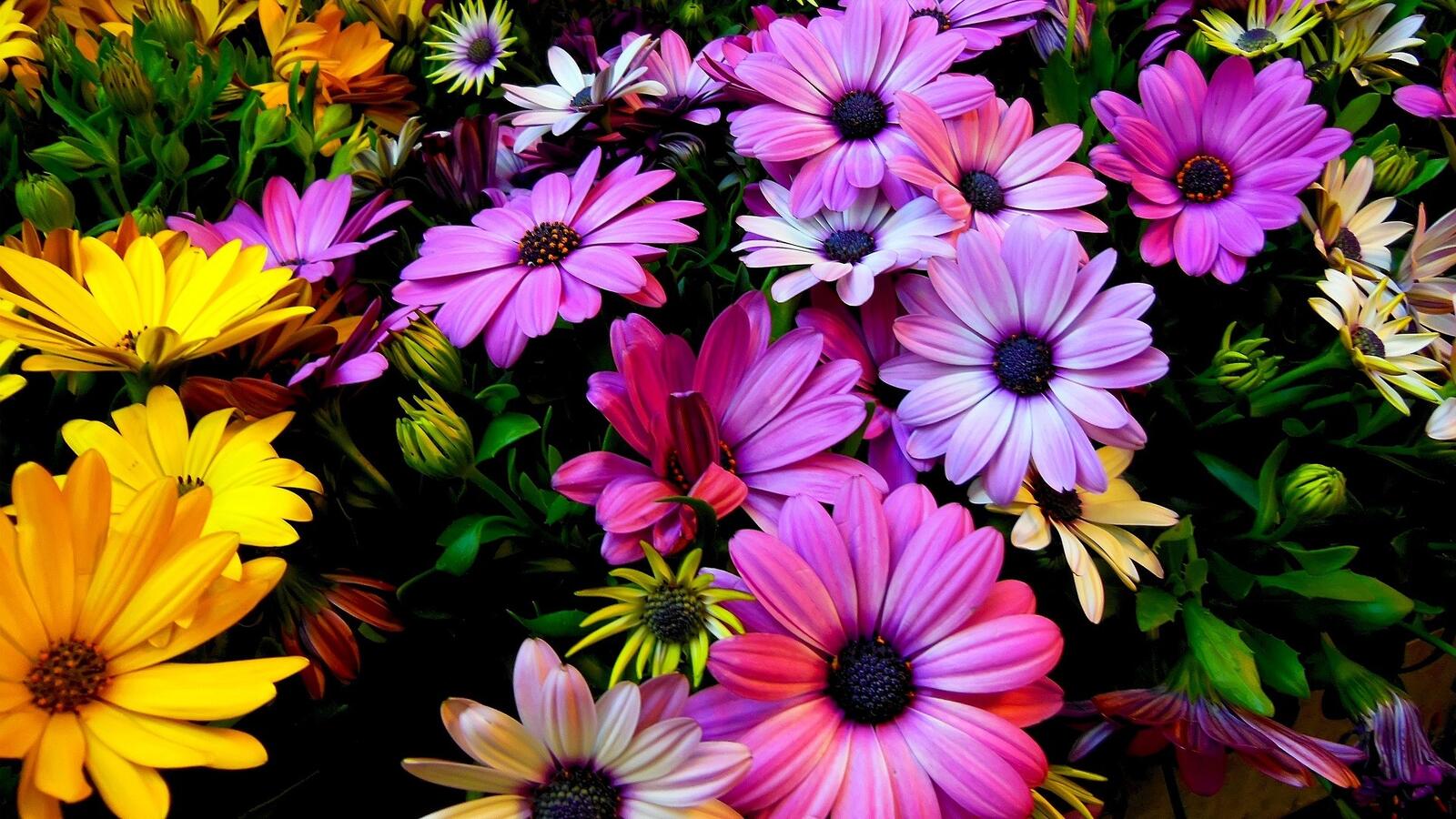 Бесплатное фото Картинка с однолетними цветами
