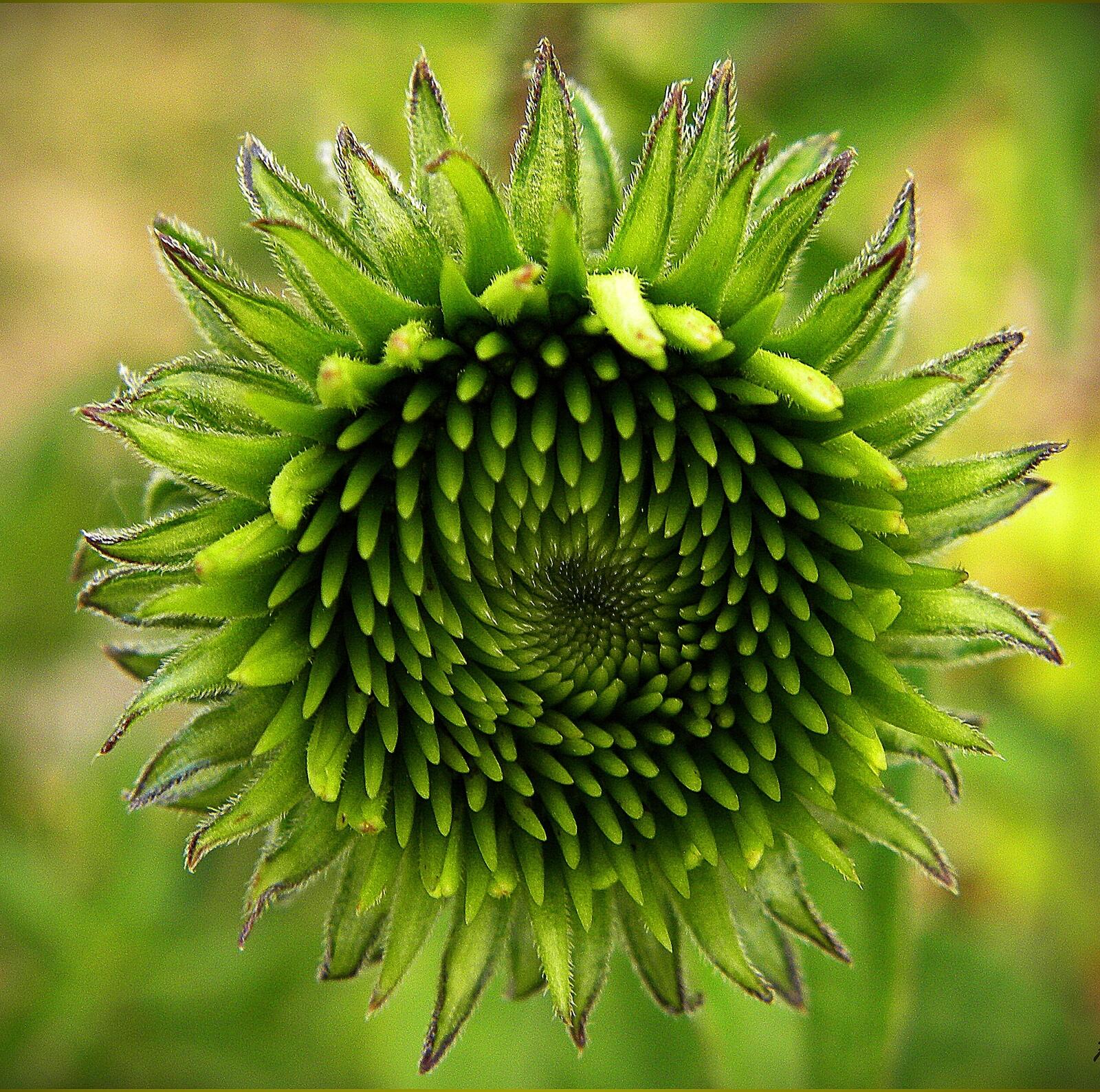Free photo Green sunflower without seeds