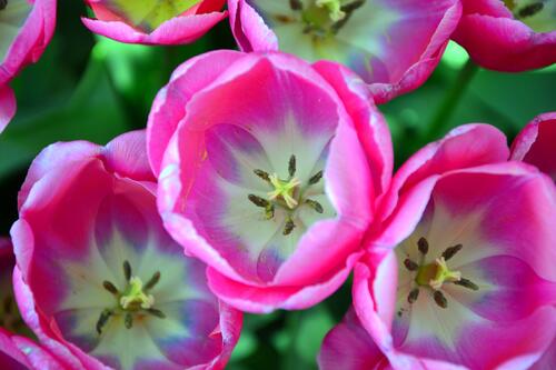 Раскрытые розовые тюльпаны