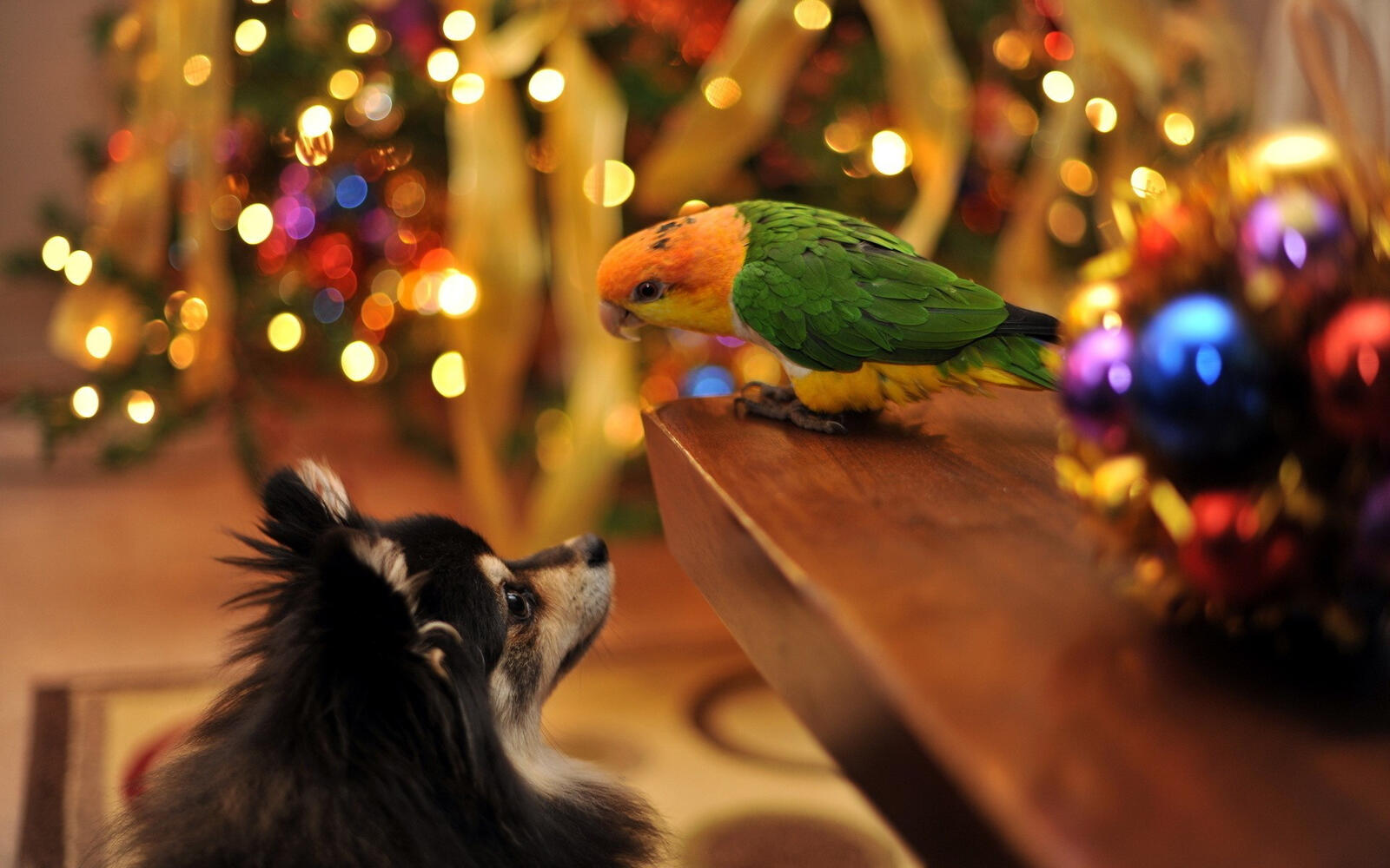 Free photo A dog and a parrot look at each other