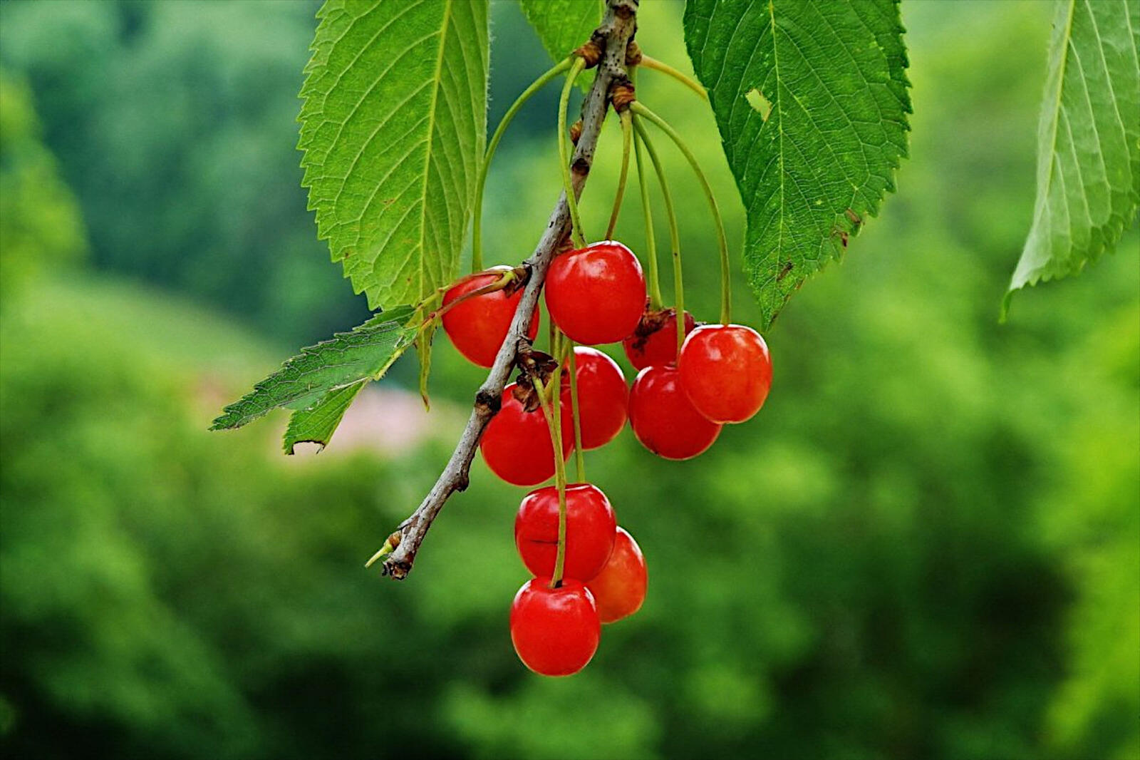 Free photo Red cherries on a tree branch