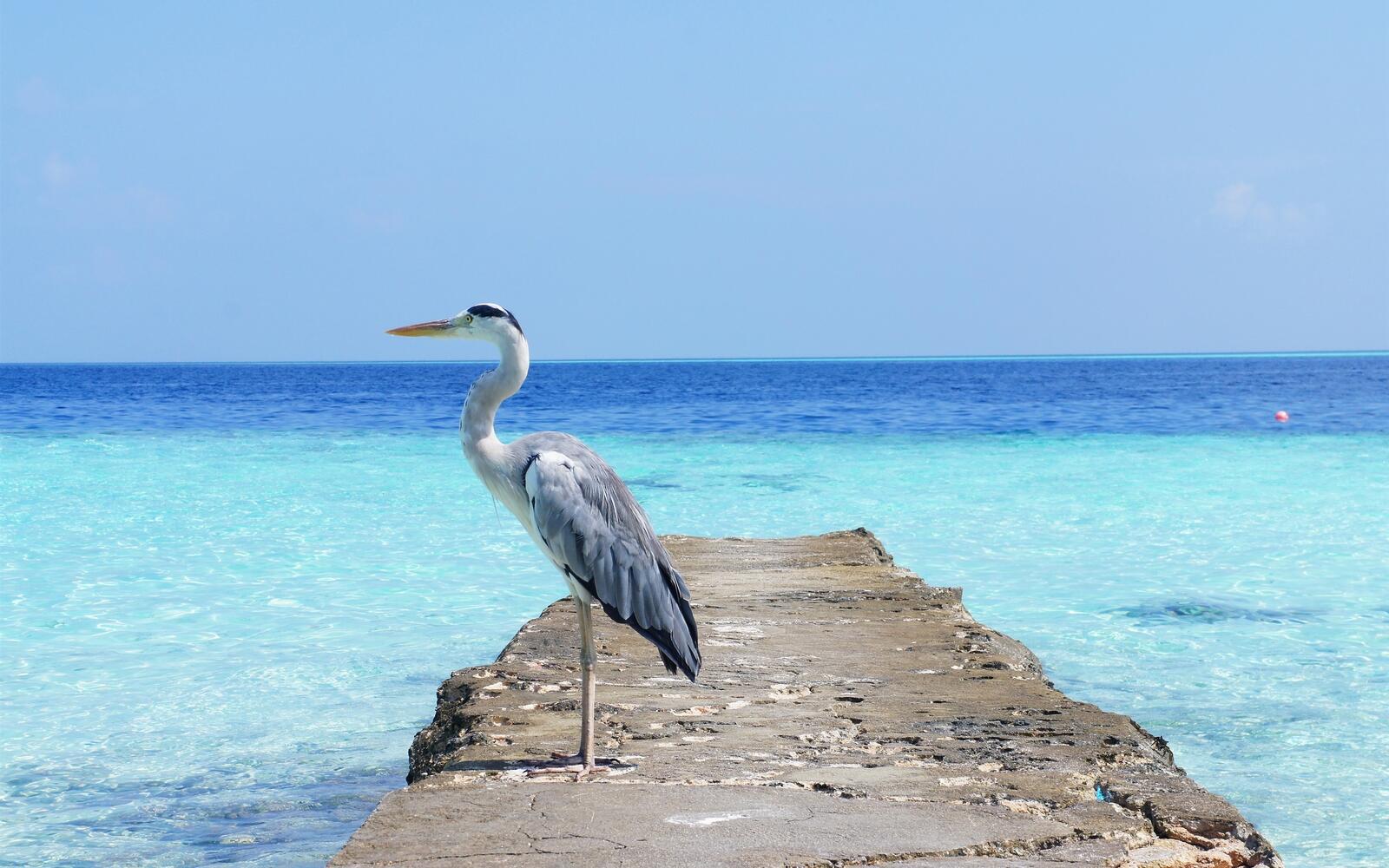 Free photo A heron by the sea