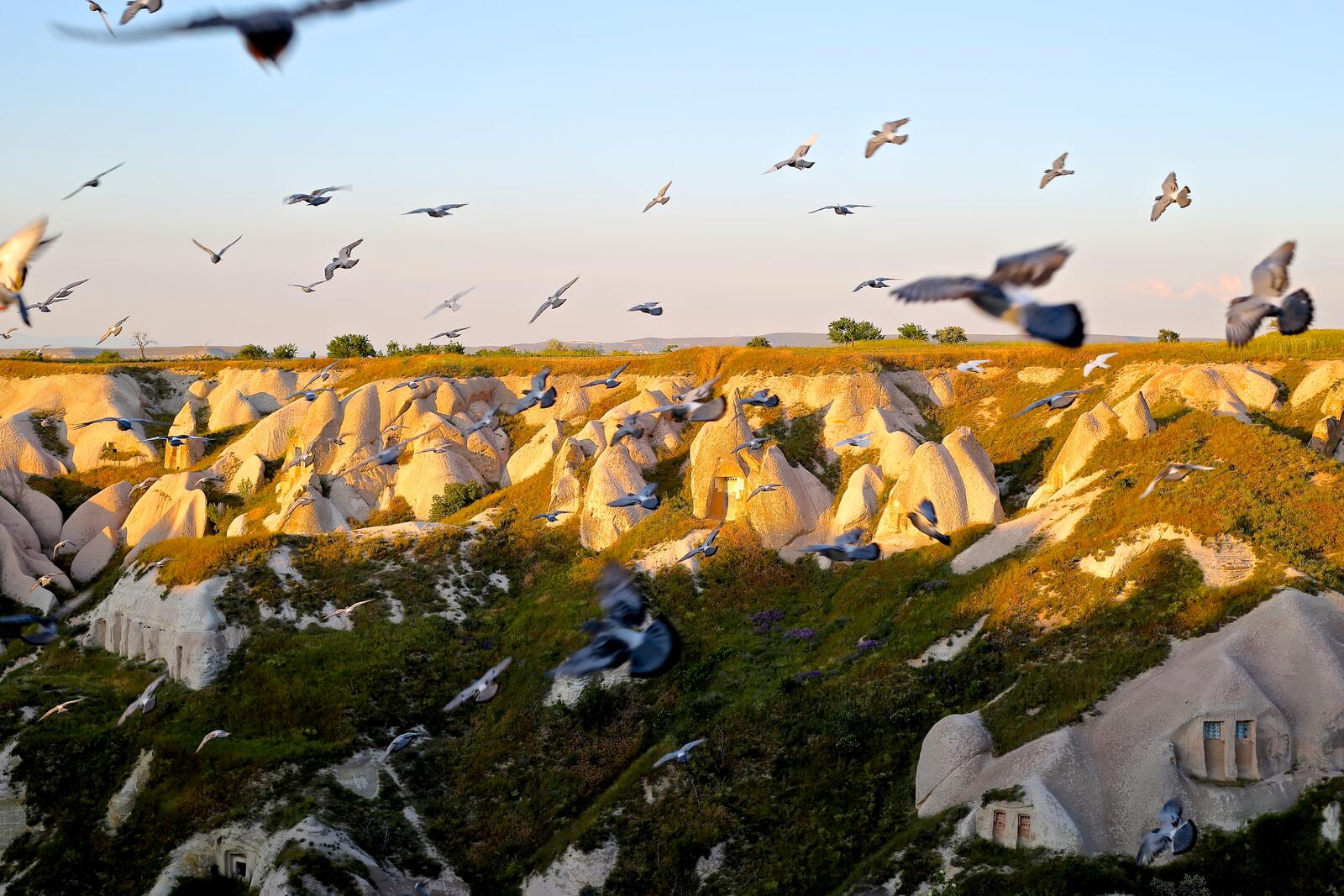 Бесплатное фото Большое количество голубей над карьером