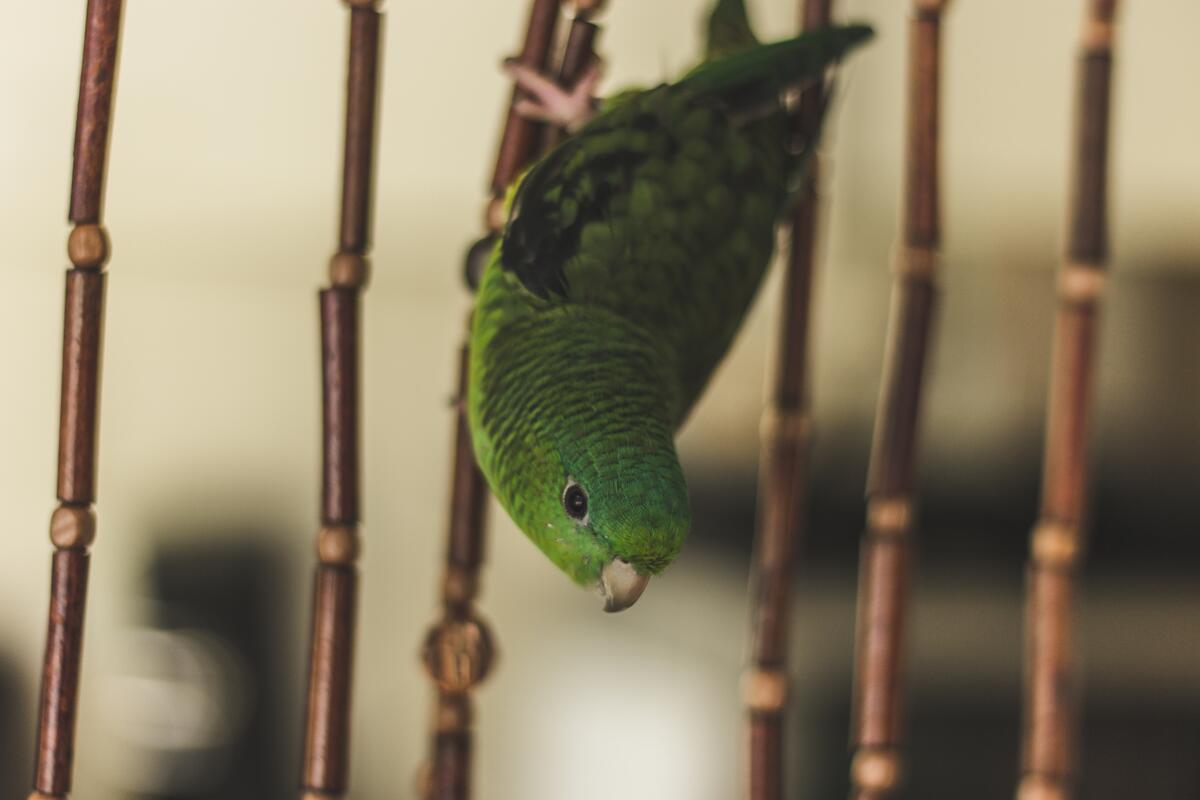 Зеленый попугай сидит в клетке вниз головой