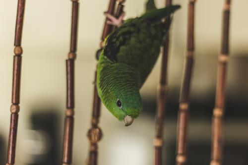 A green parrot sits upside down in a cage