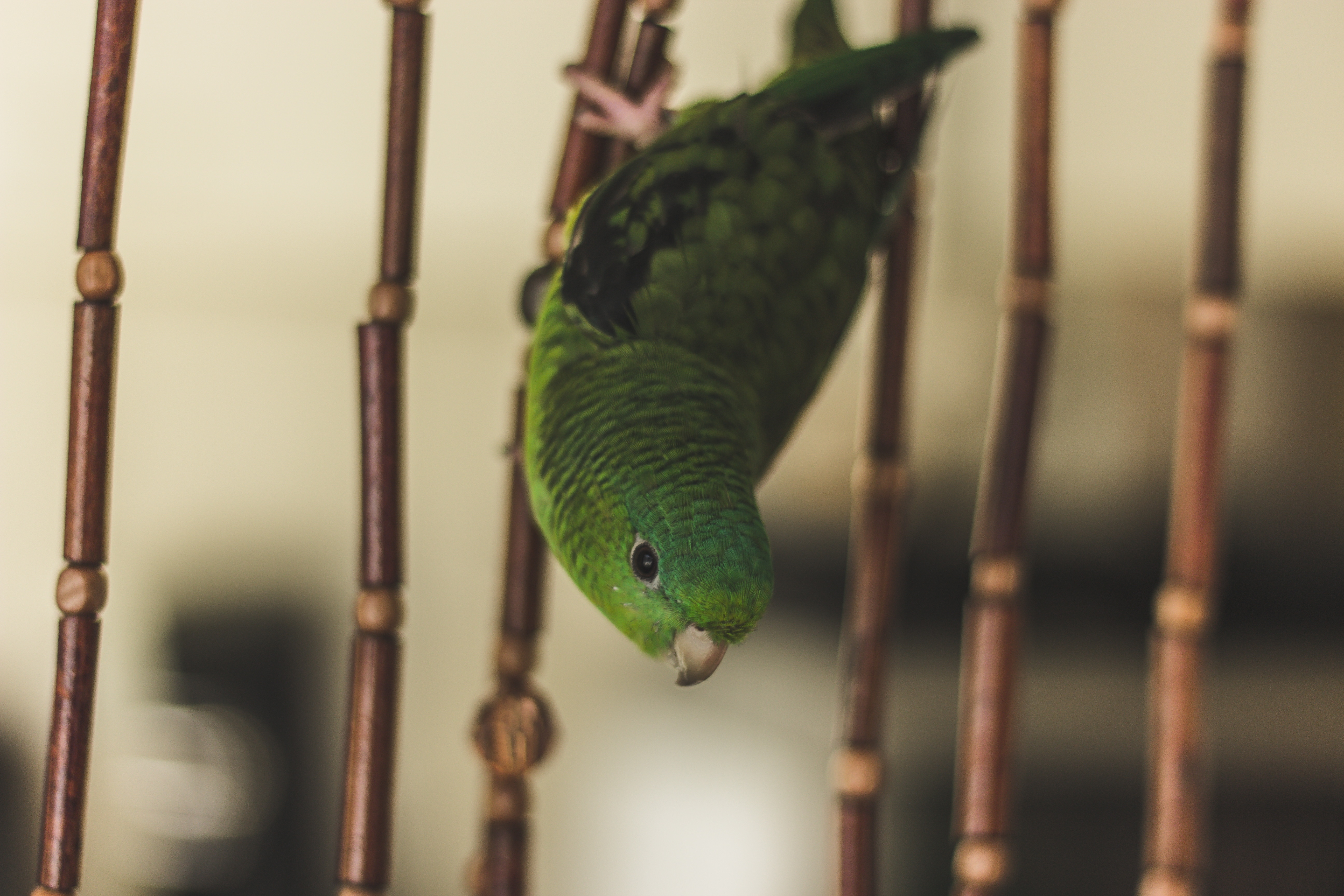 Зеленый попугай сидит в клетке вниз головой