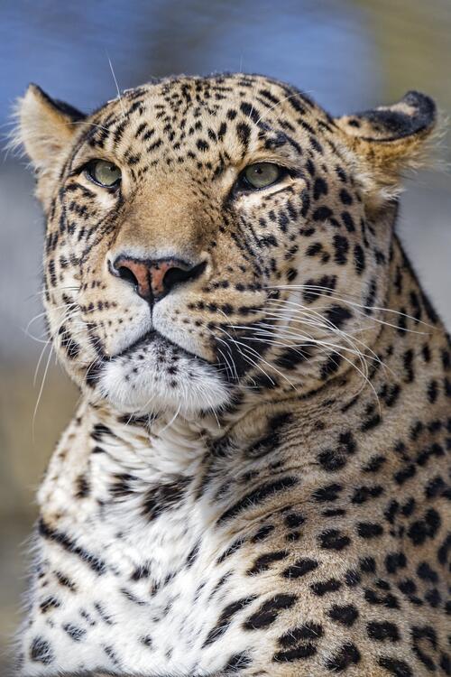 A majestic spotted cat