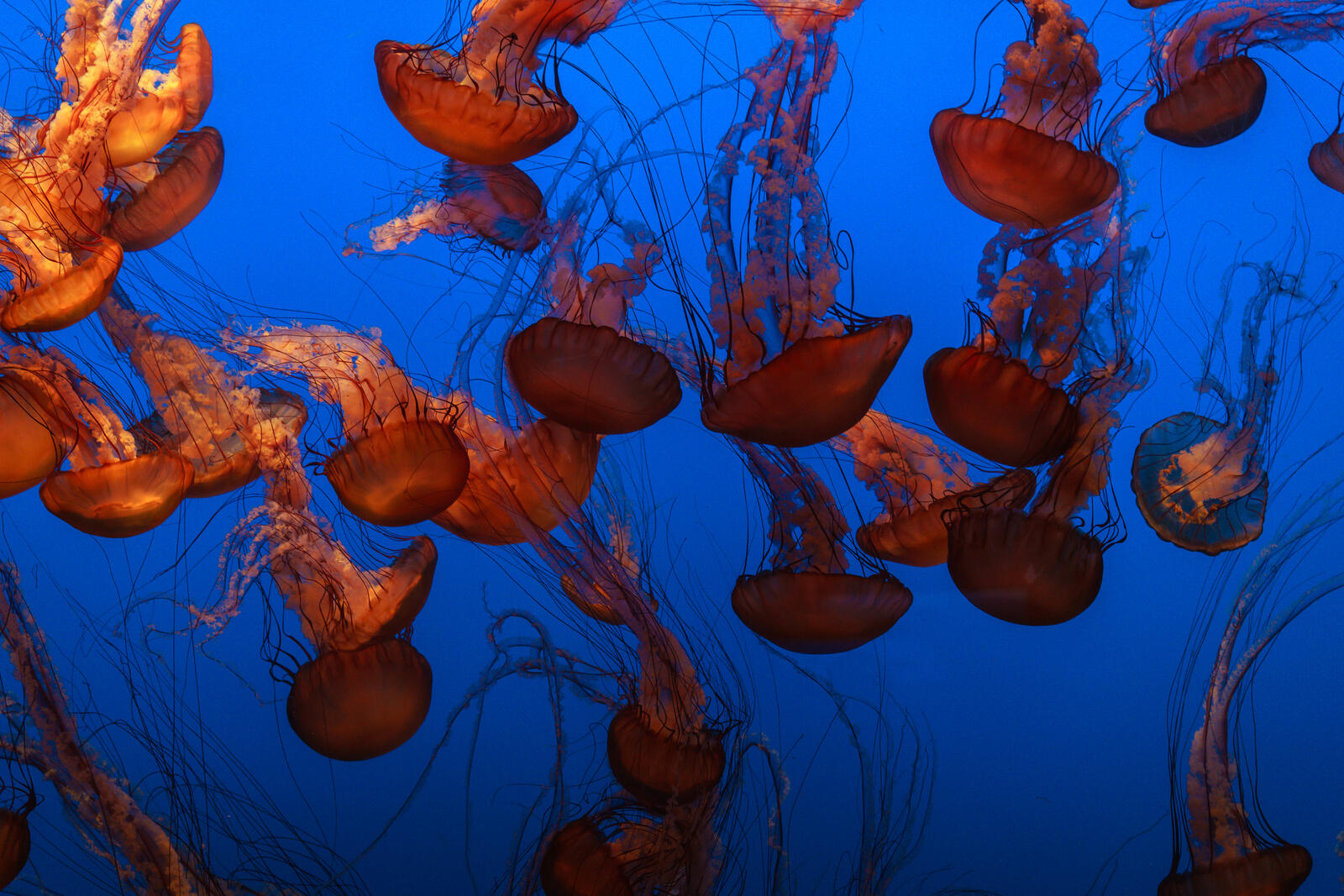 免费照片深海中的水母