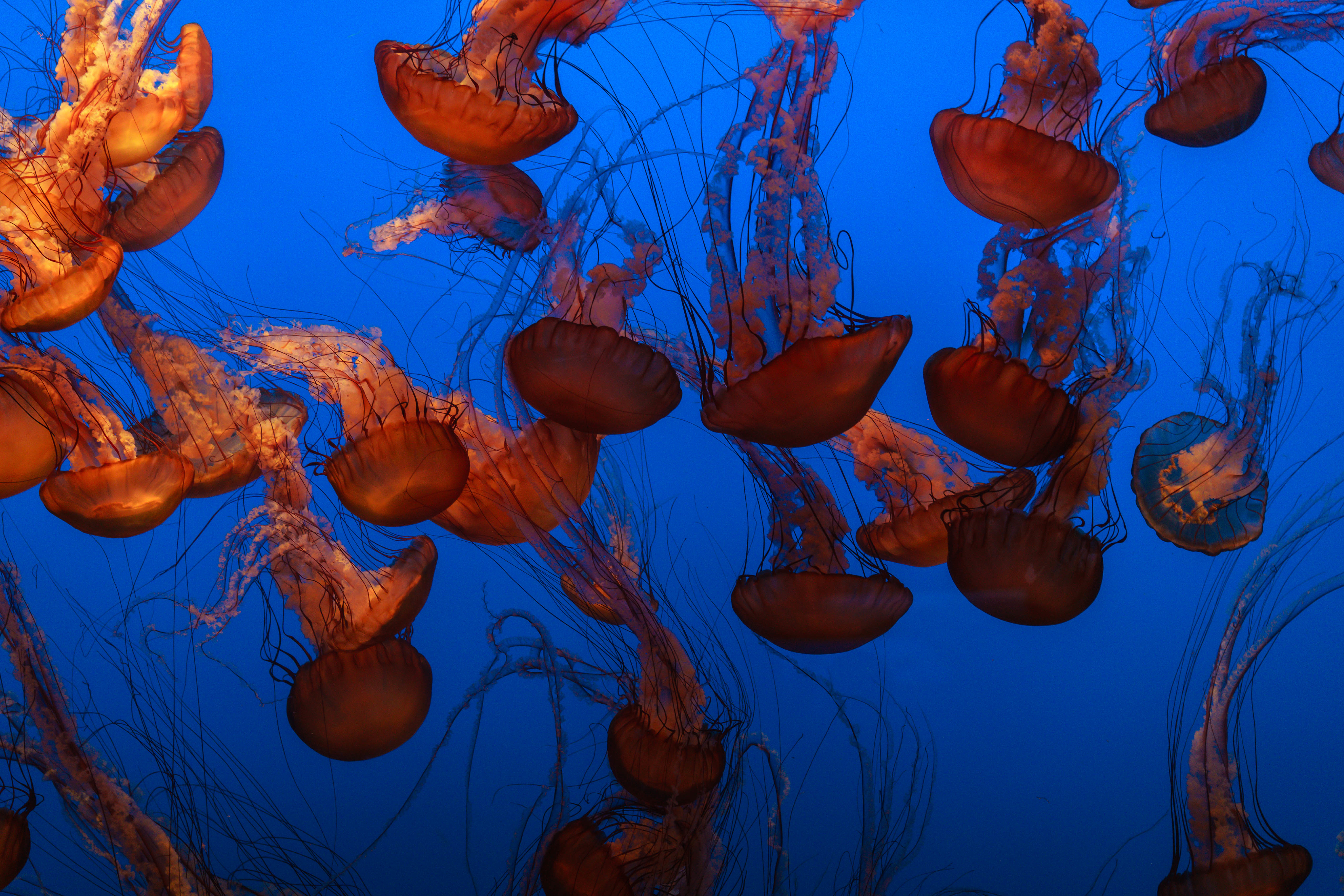 Медузы на глубине океана