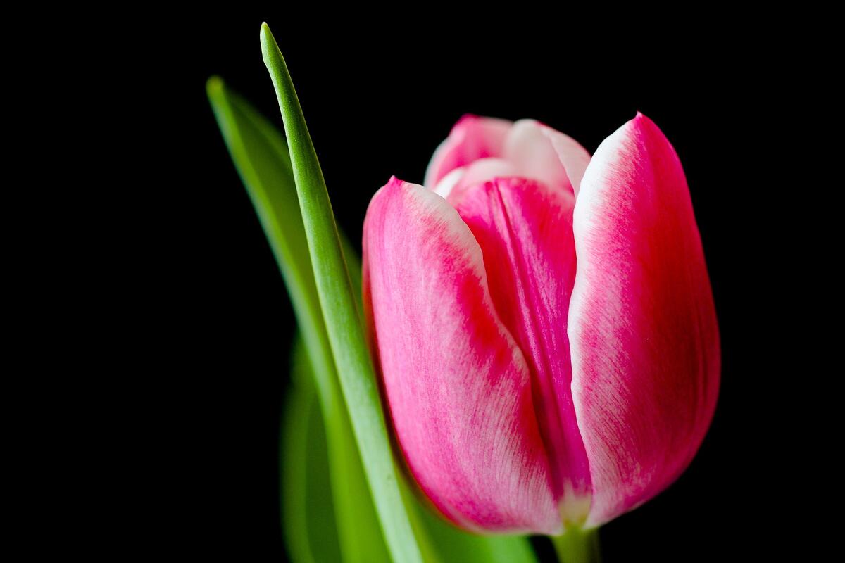 Цветок тюльпана на черном фоне