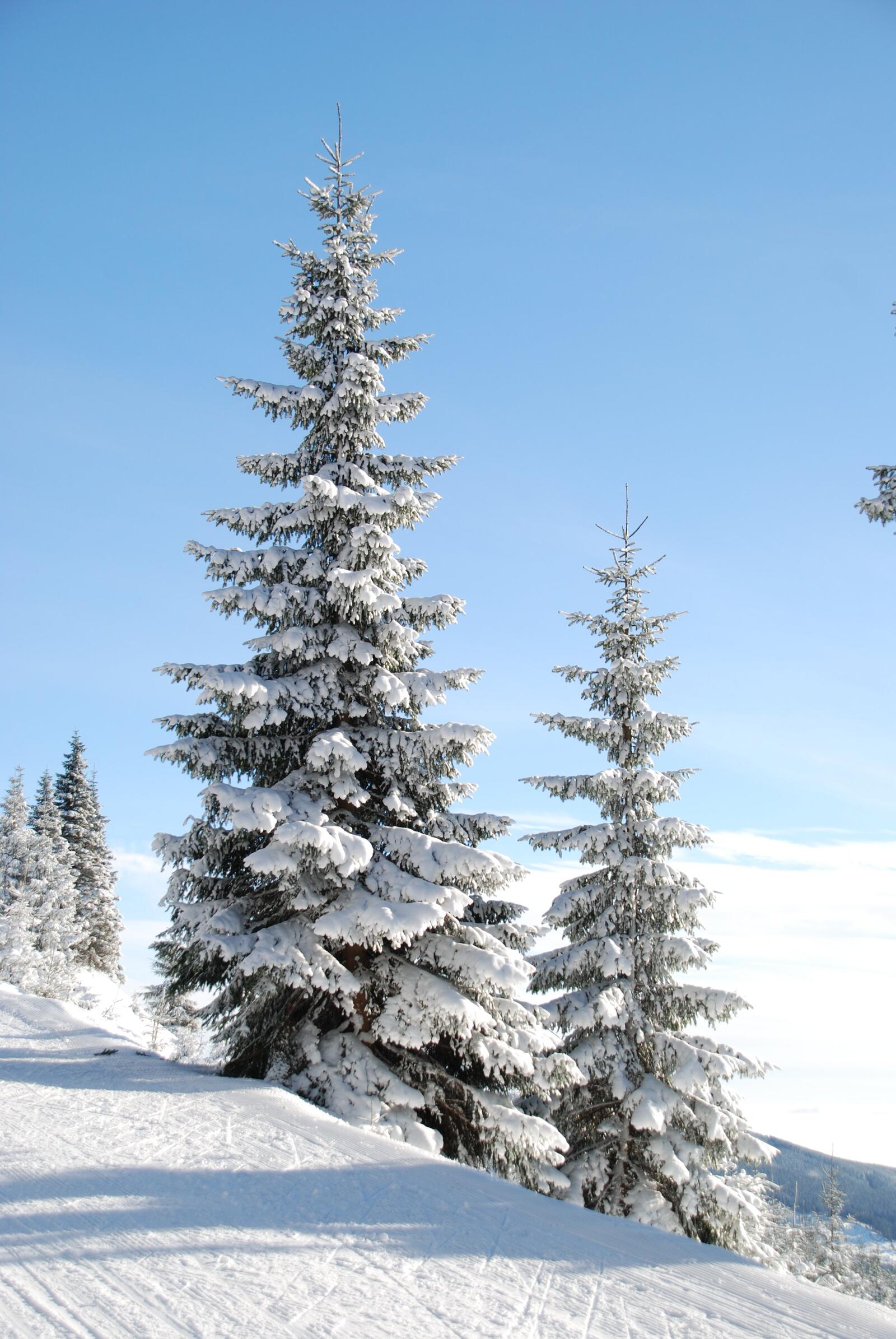 免费照片裹着雪的圣诞树