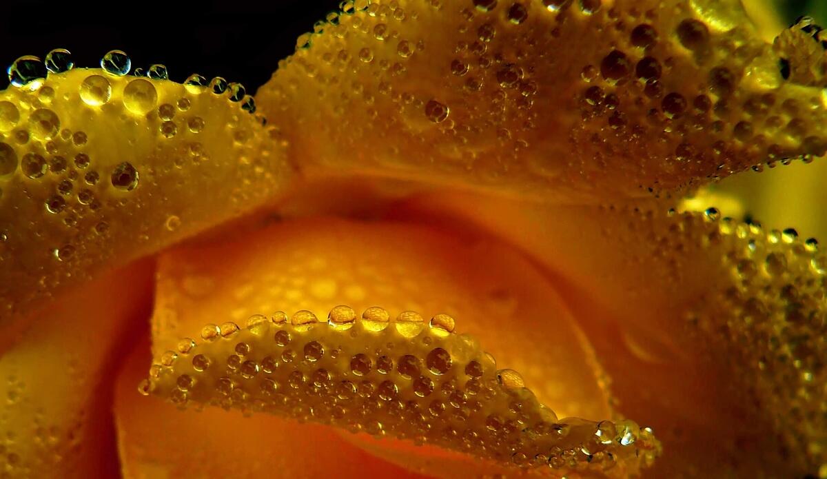 Water droplets on yellow rose petals.