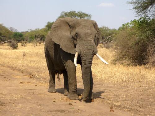 An adult elephant with large tusks walks through the African territory
