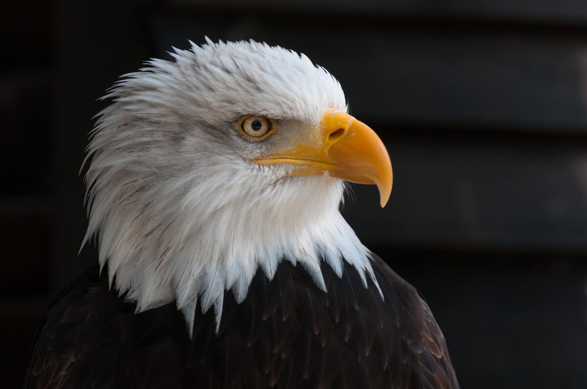 The white-headed eagle looks away