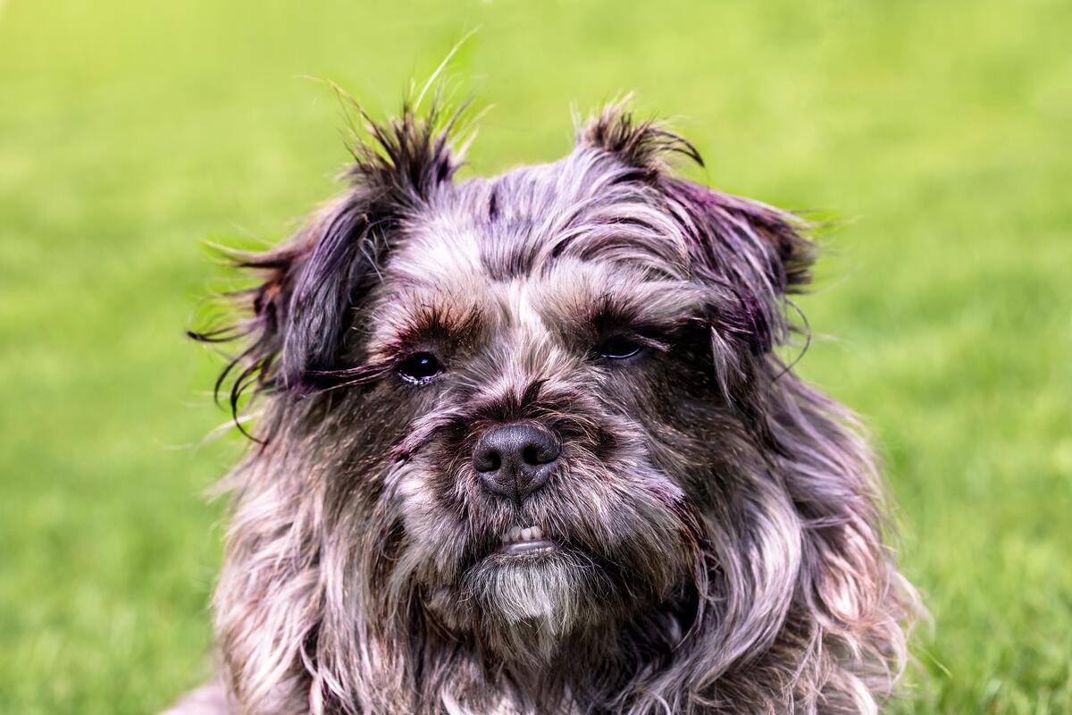 Portrait of a hairy dog on a lawn in the background