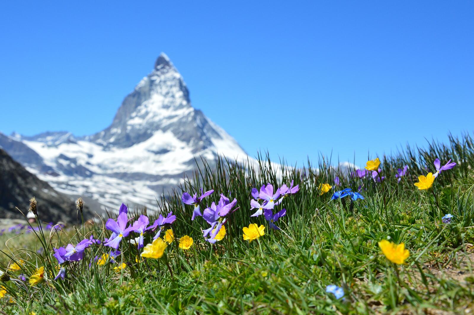 Бесплатное фото Полевые цветочки в горах на зеленой траве