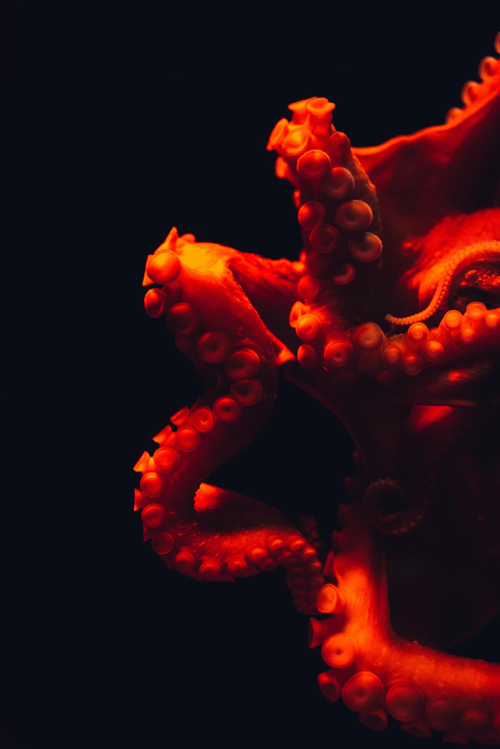 Бесплатное фото Щупальцы осьминога крупным планом