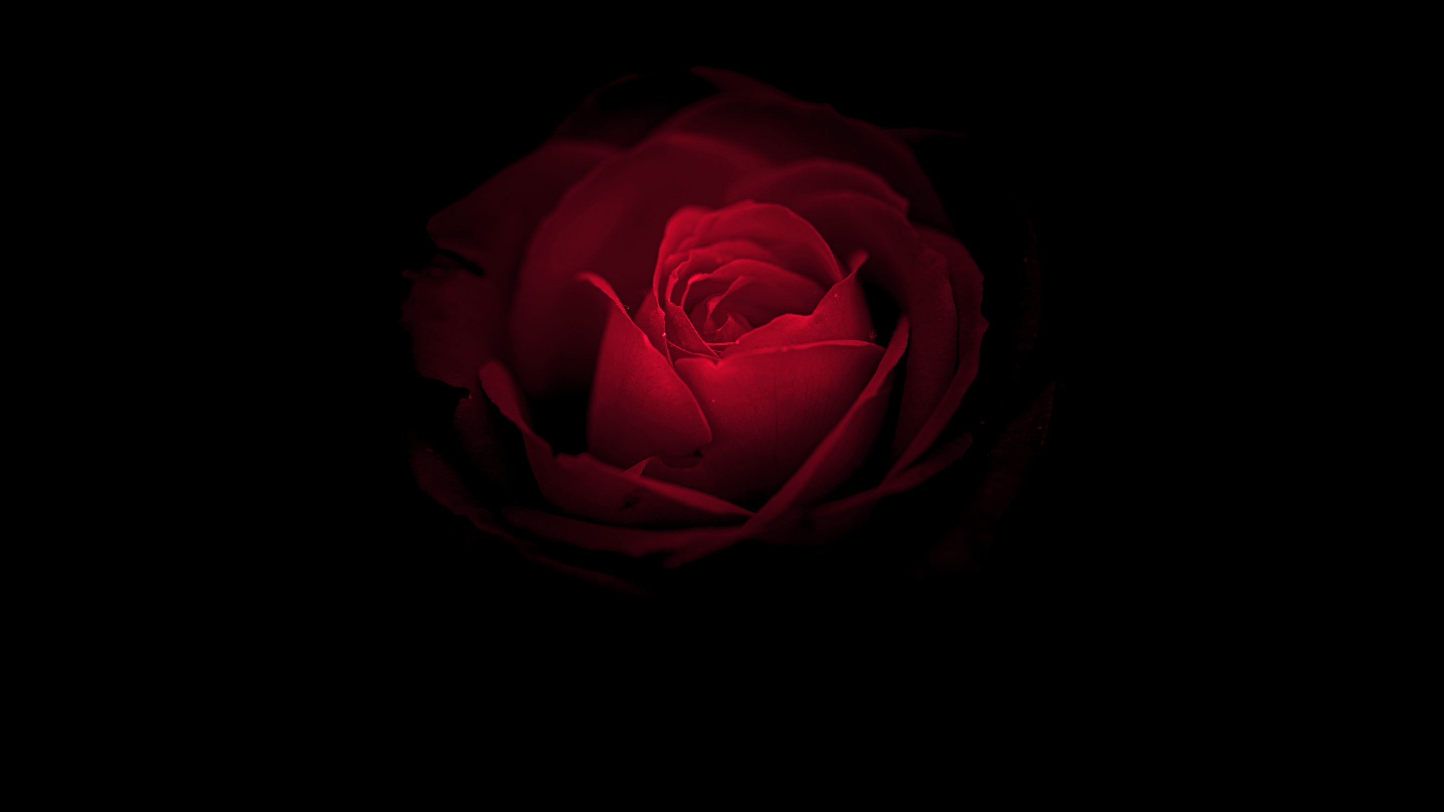 黑色背景上的红色玫瑰花