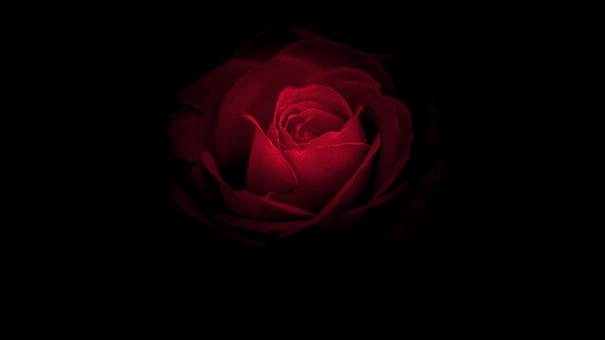 Цветок красной розы на чёрном фоне