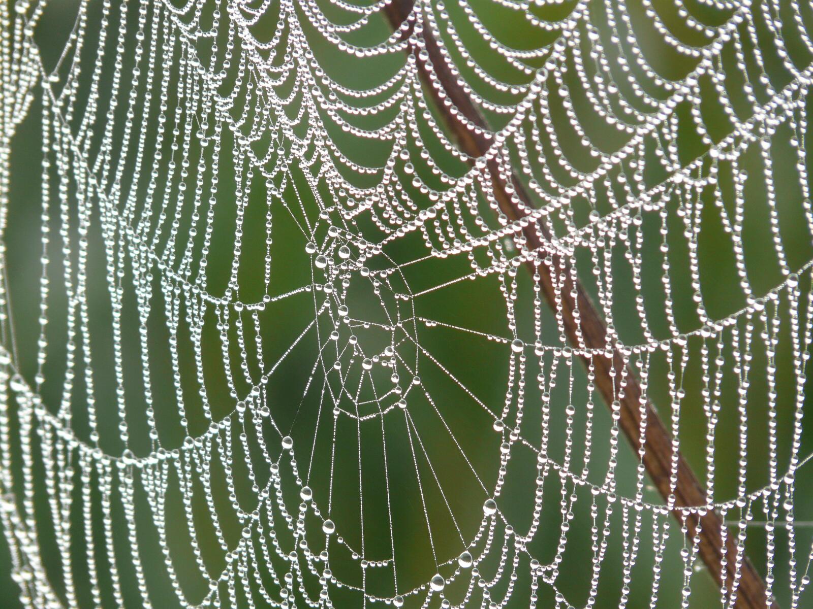 免费照片一滴水里的蜘蛛网