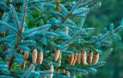 Spruce branches with lots of cones on them