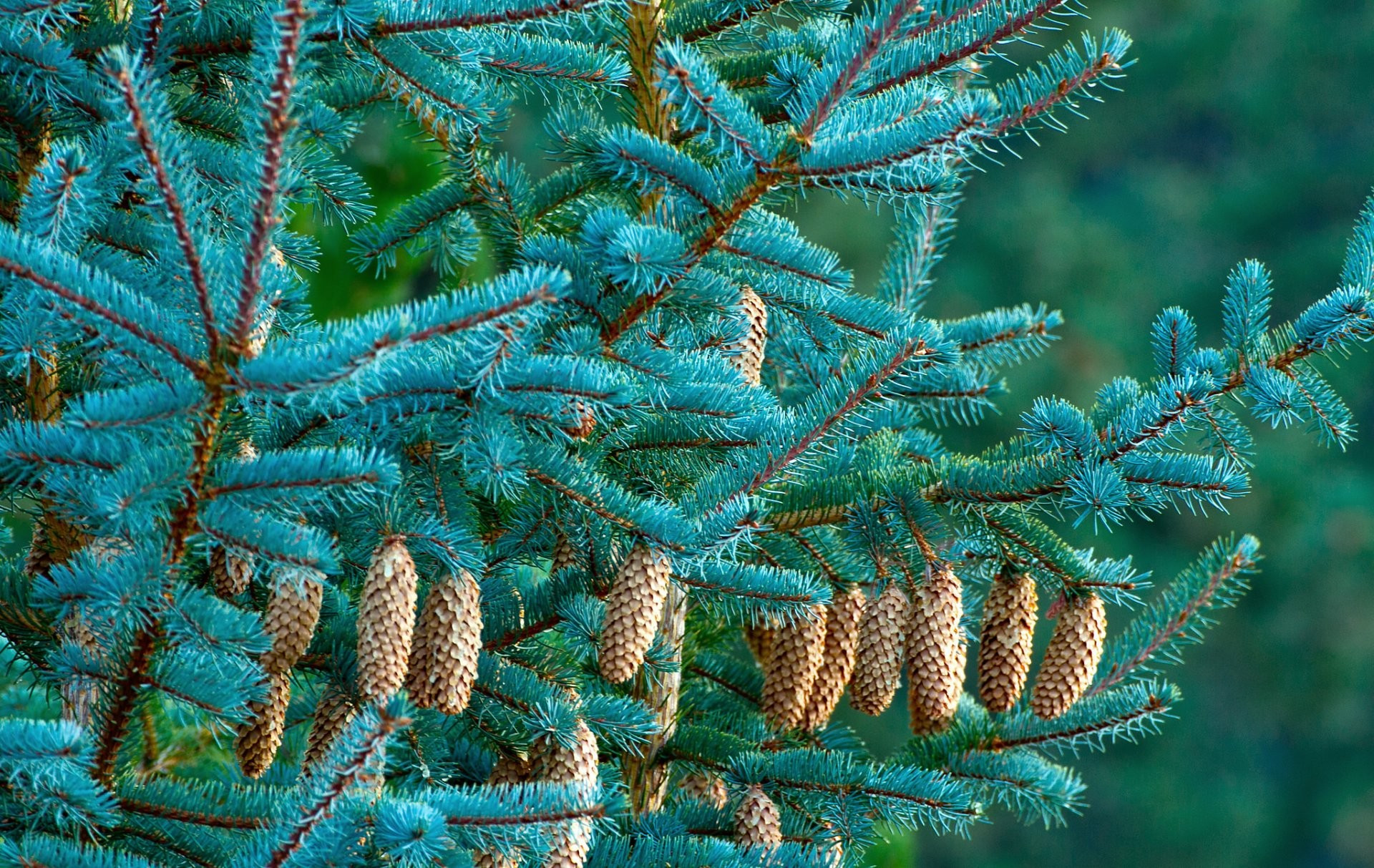 Free photo Spruce branches with lots of cones on them