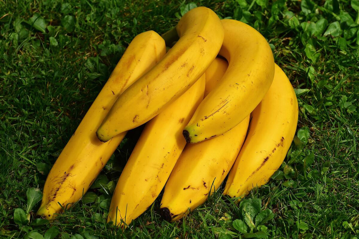 A bunch of ripe bananas lying on the green grass
