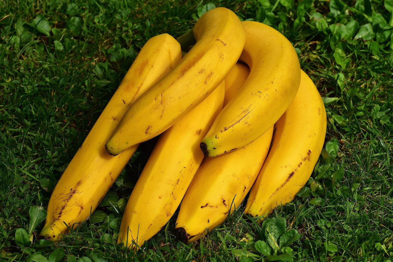 Free photo A bunch of ripe bananas lying on the green grass