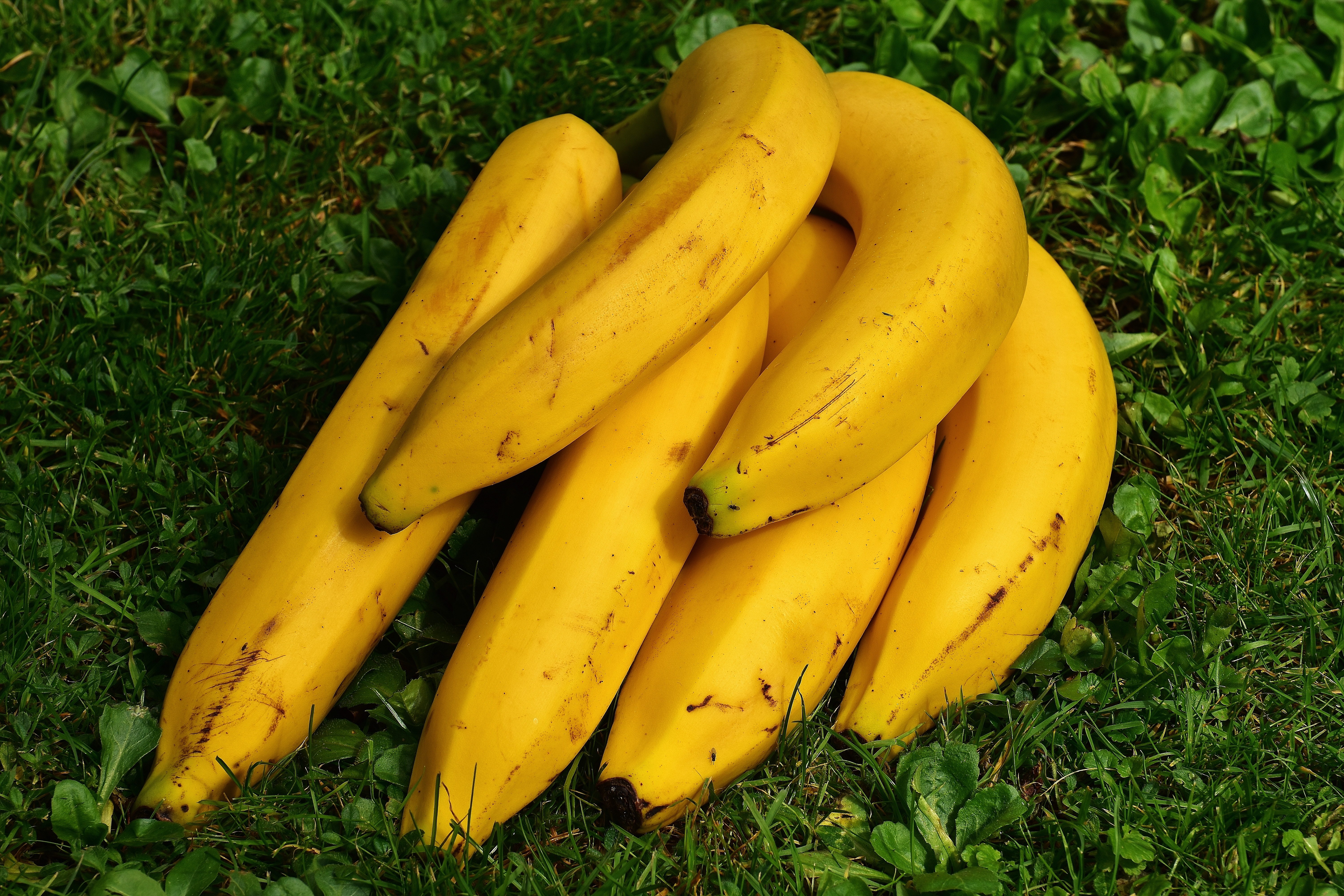 免费照片一串成熟的香蕉躺在绿色的草地上