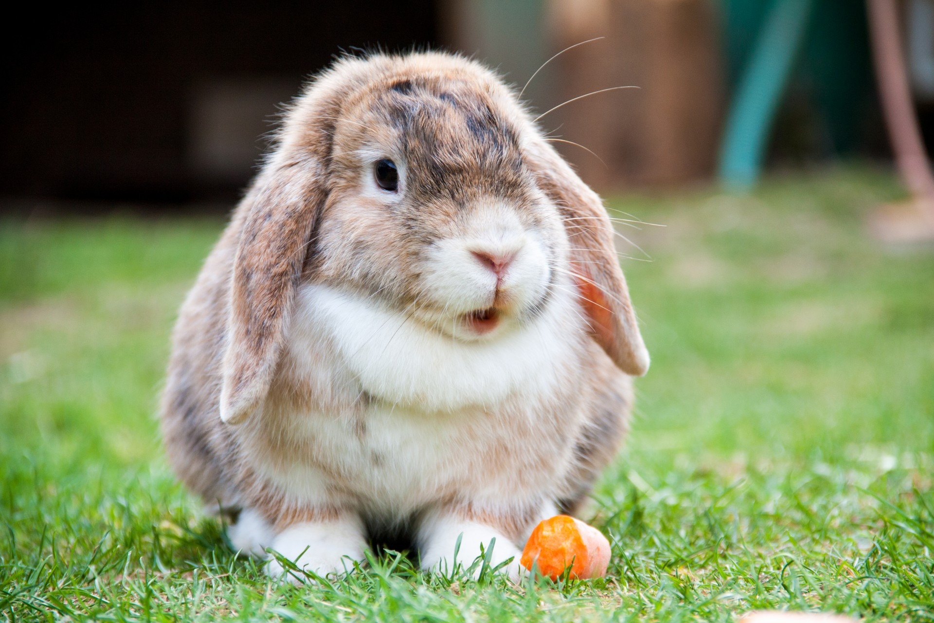 Ornamental rabbit on a green lawn