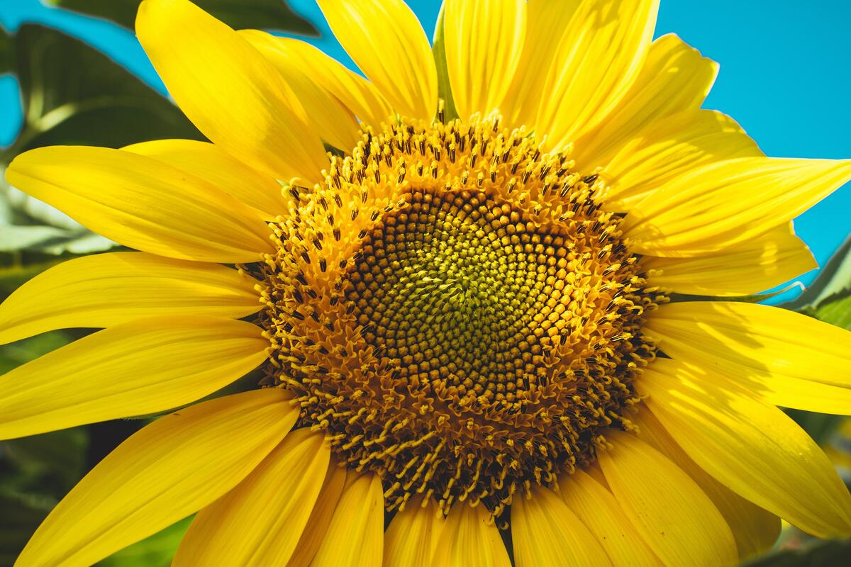 A close-up of a sunflower flower.